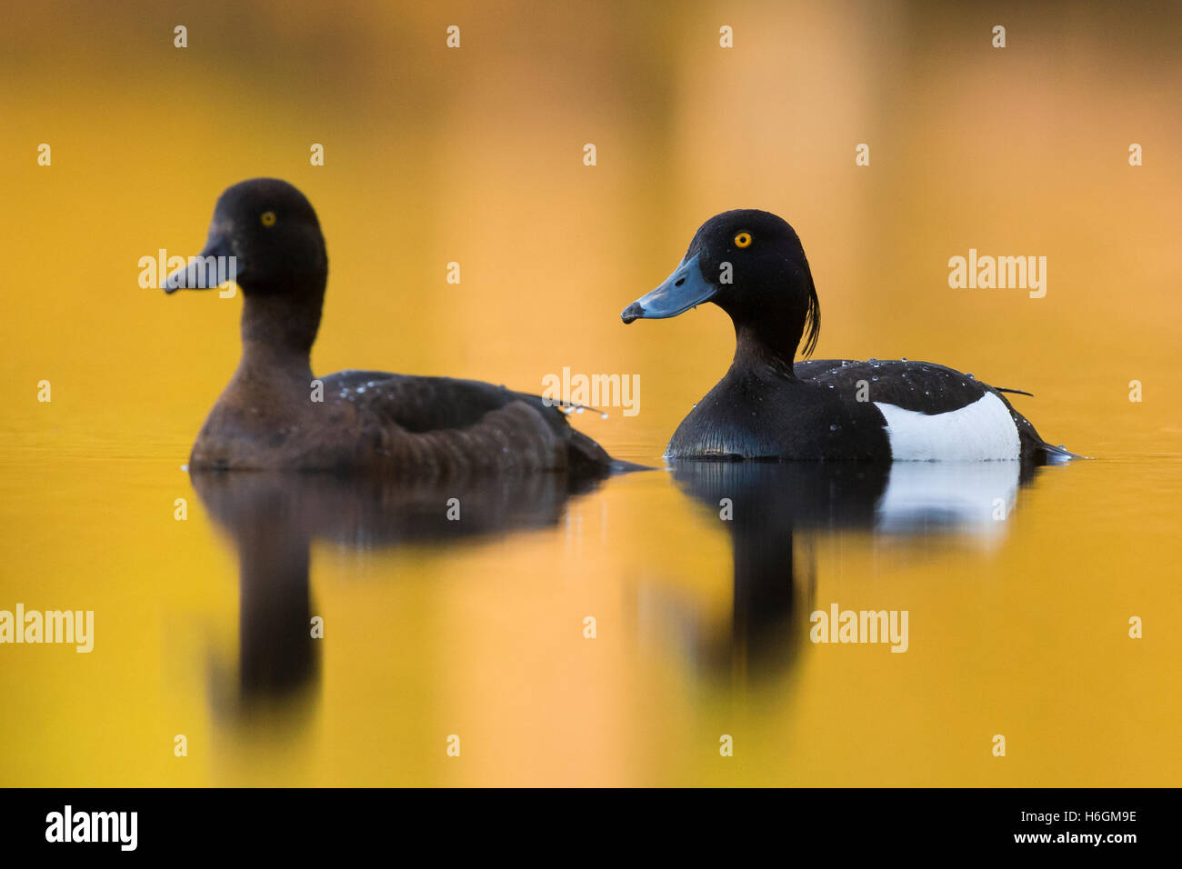 Moretta giovane a nuotare in acqua con riflessi dorati Foto Stock