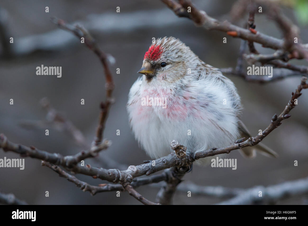 Arctic Redpoll (Acanthis hornemanni), Adulto appollaiato su un ramo Foto Stock