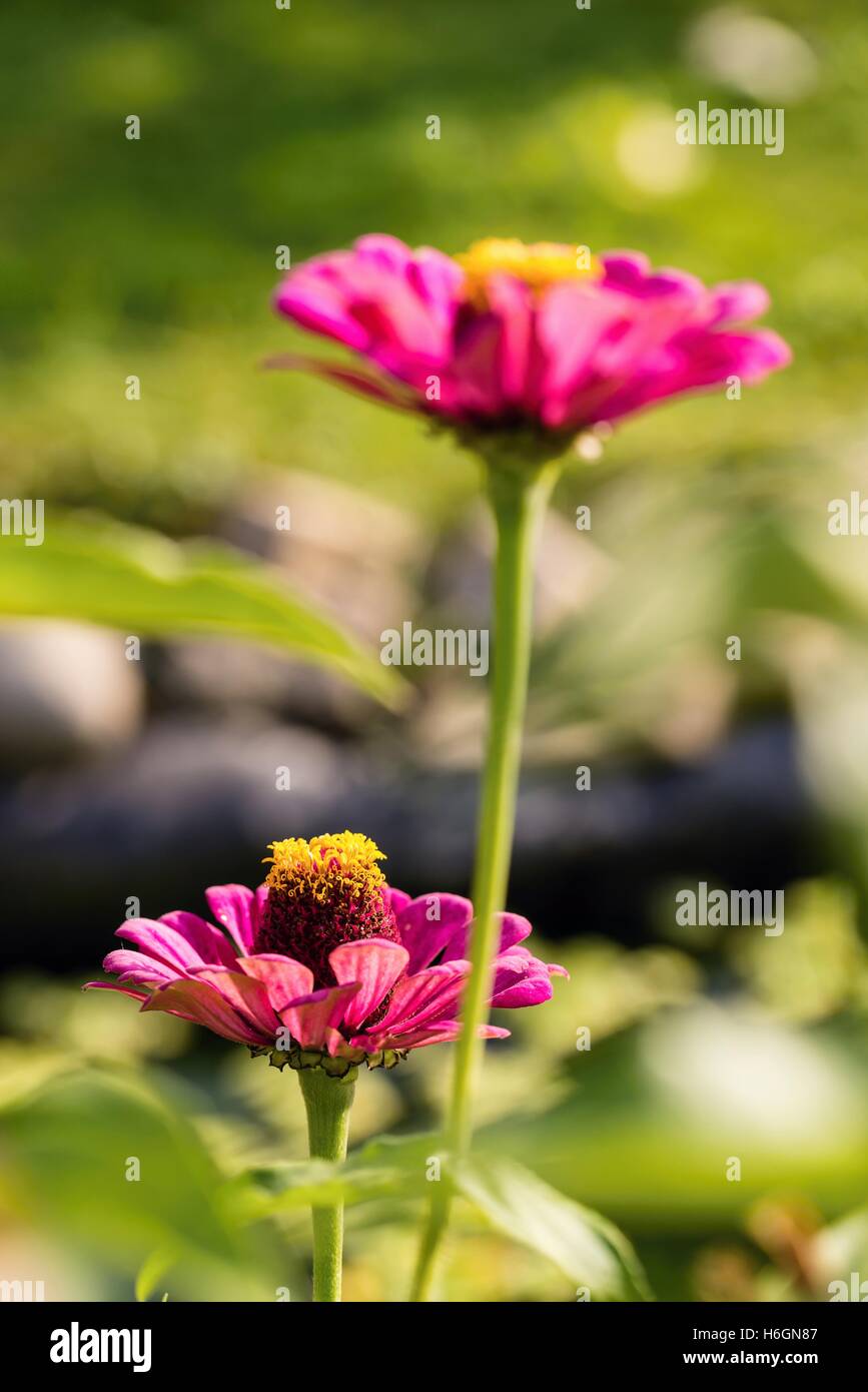 Foto verticale di zinnia bloom catturato nel giardino. Fiore rosa cresce accanto alla stessa. Sfondo verde con pochi nero a Foto Stock