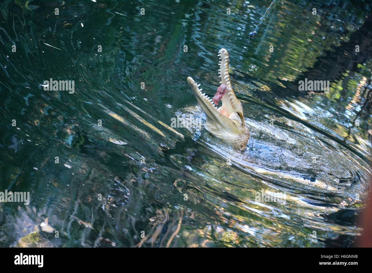 Tempo per un boccone veloce, coccodrillo essendo alimentato al Timber Creek Australia Foto Stock
