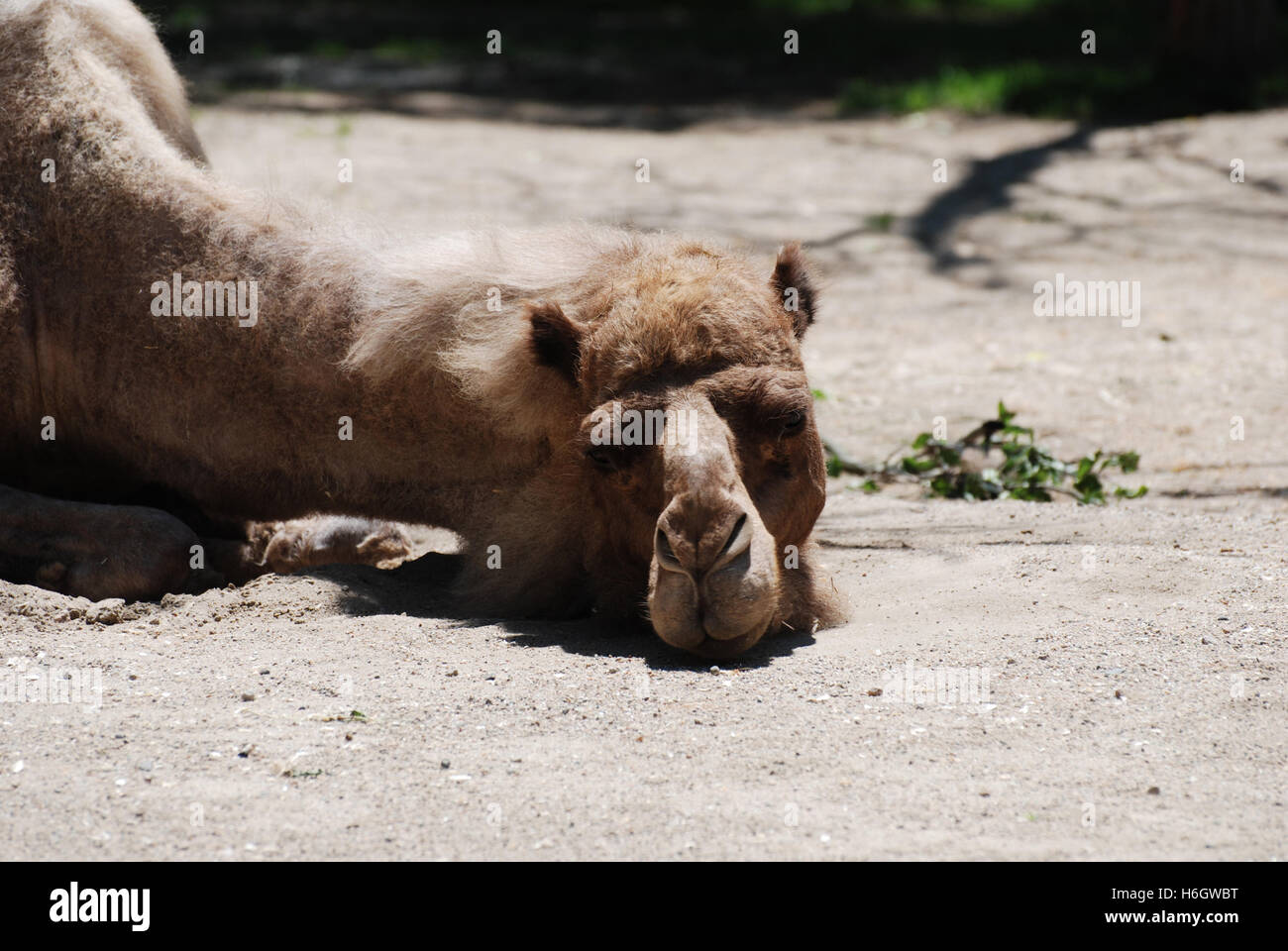 Sleeping cammello al sole. Foto Stock