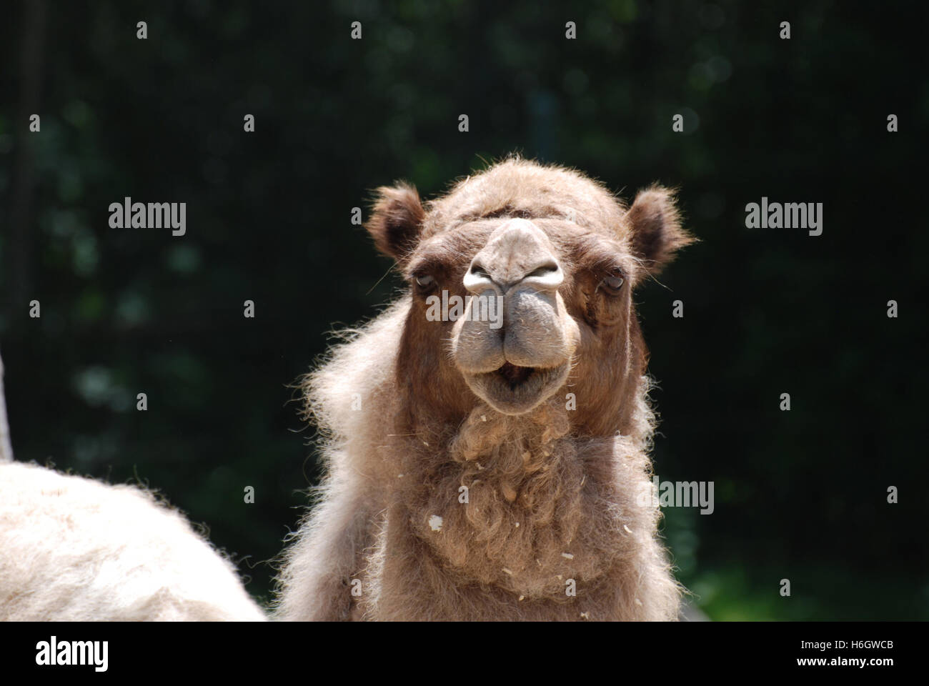 Dolce di fronte shaggy cammello con alberi in background. Foto Stock