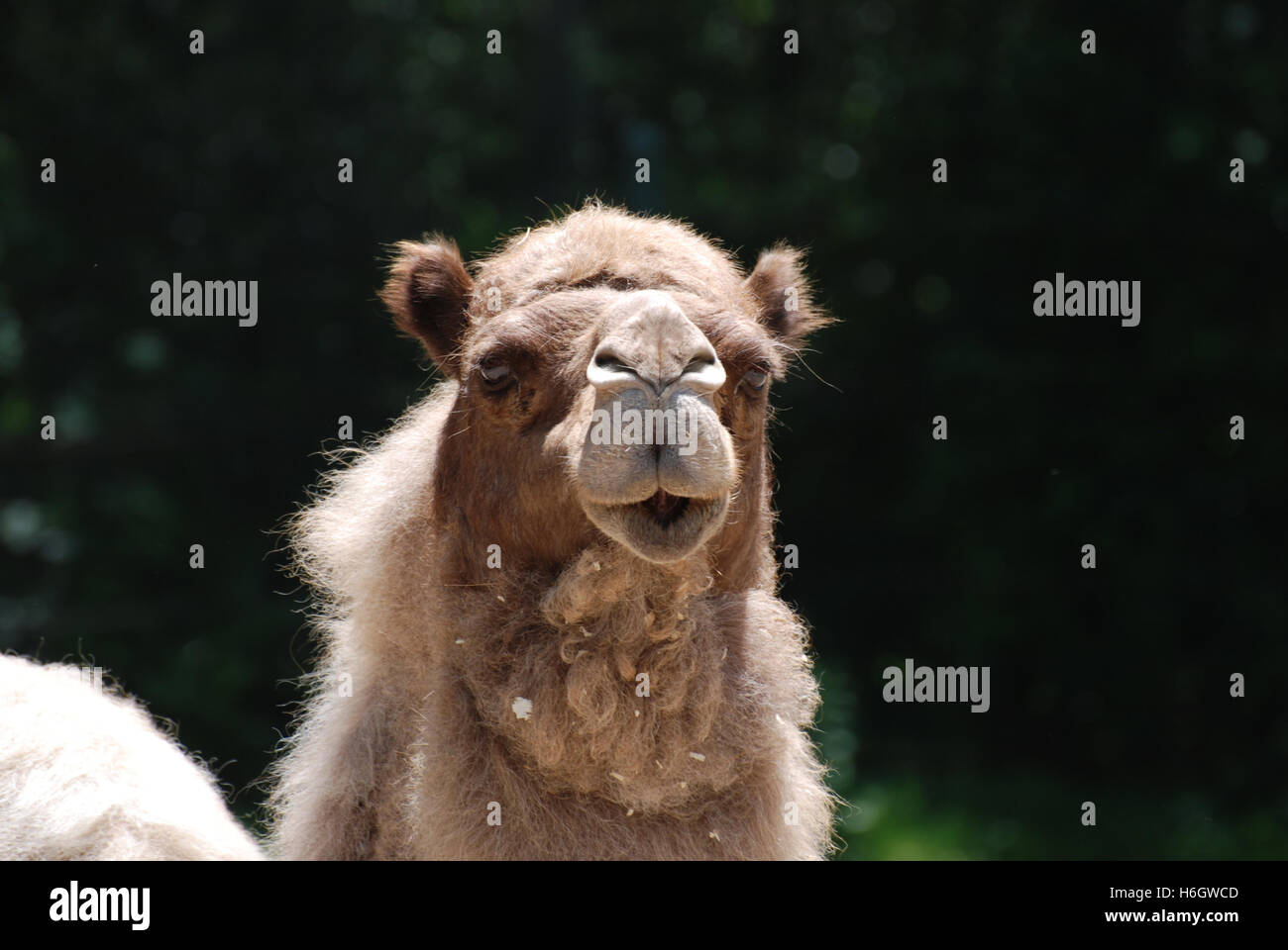 Shaggy pelo di cammello con un simpatico faccia. Foto Stock