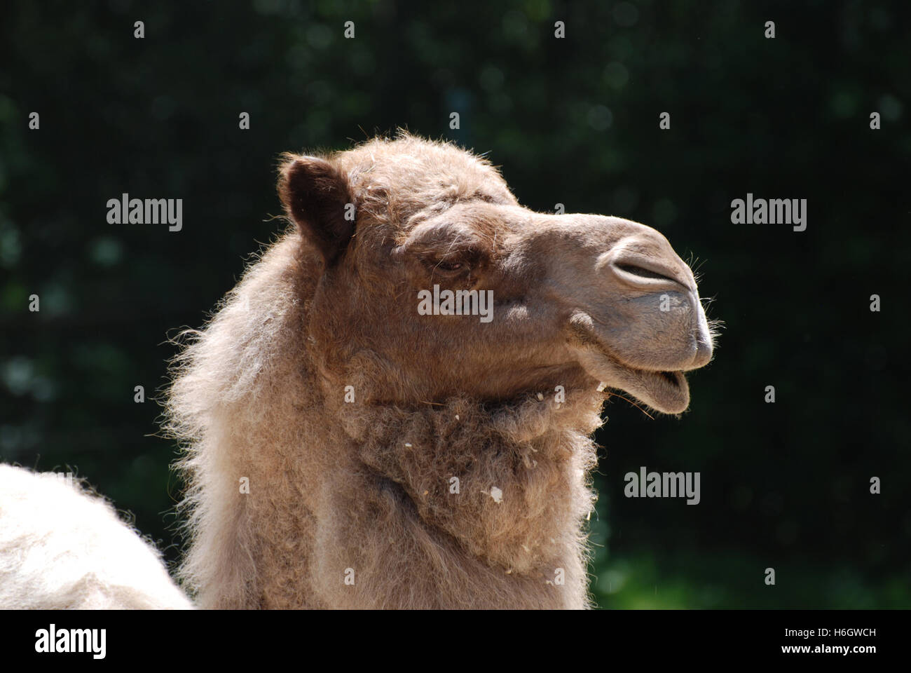 Profilo di un grande shaggy pelo di cammello. Foto Stock