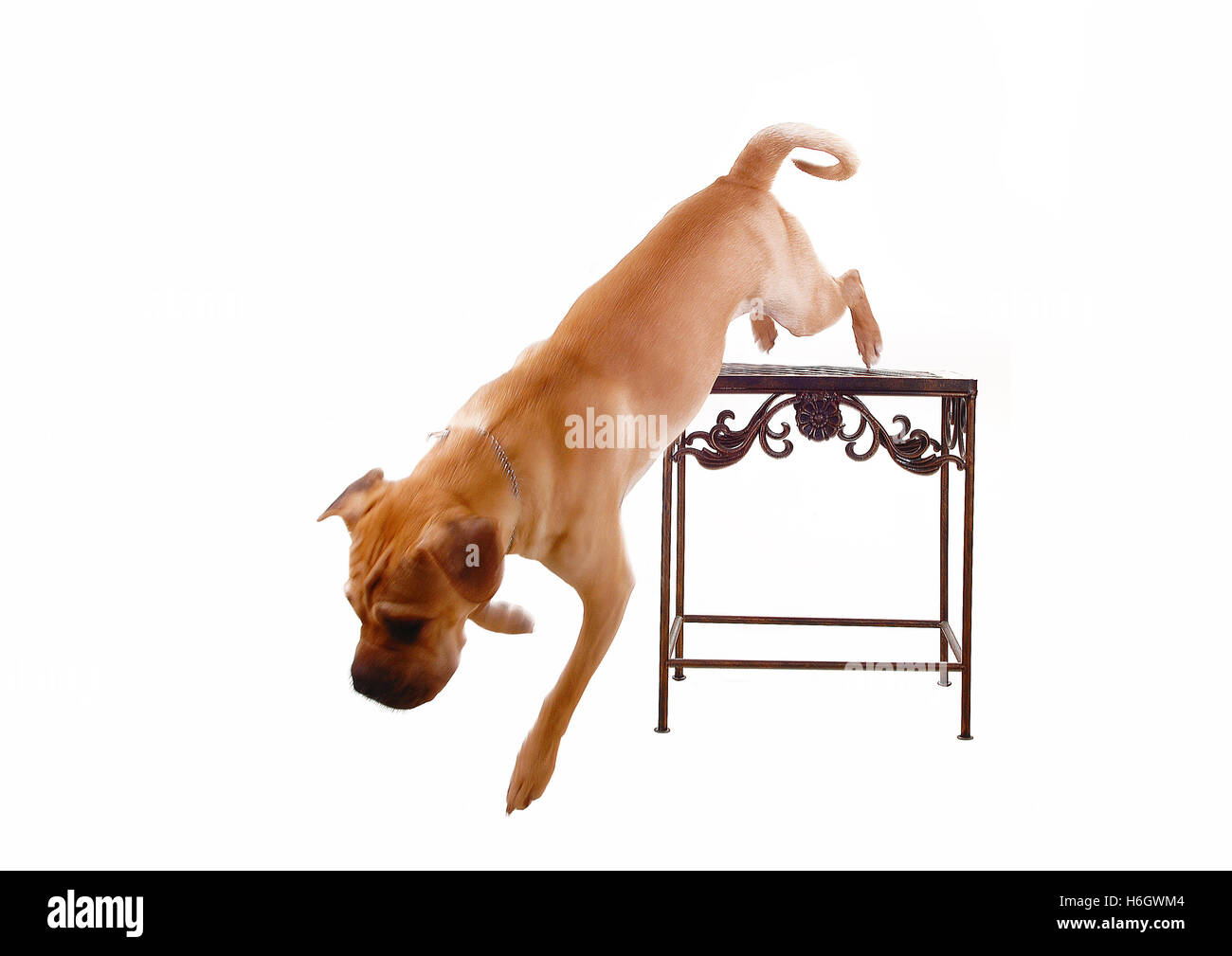 Un cucciolo di cane sharpei jumping dal sedile per sfondo bianco. Foto Stock