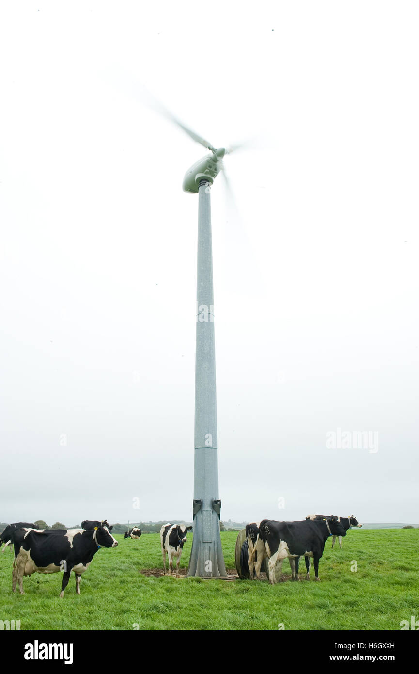 Turbina eolica nel campo del bestiame Foto Stock