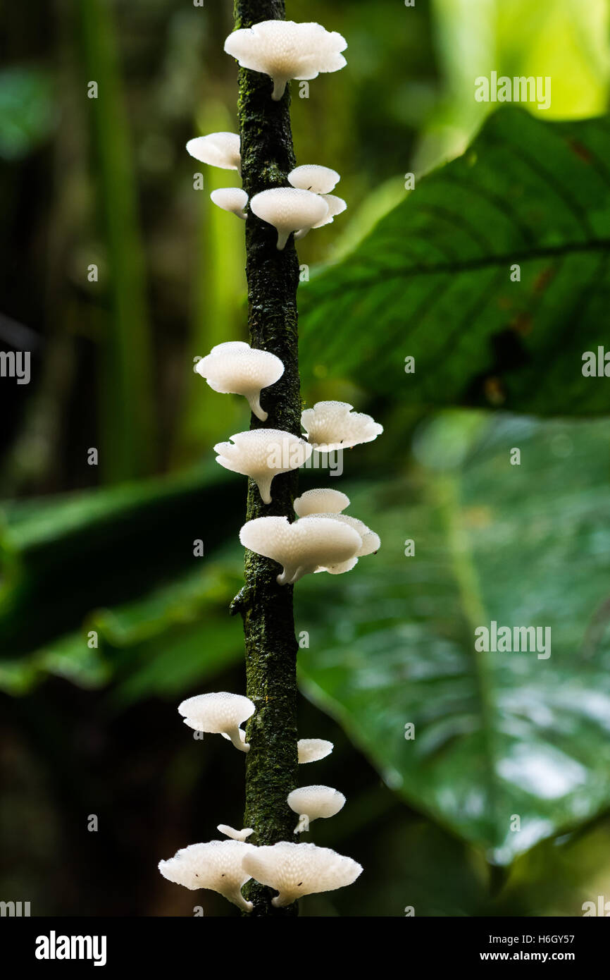 Bianco di funghi che crescono su un ramo in Amazzonia foresta di pioggia. Yasuni National Park, Ecuador, Sud America. Foto Stock