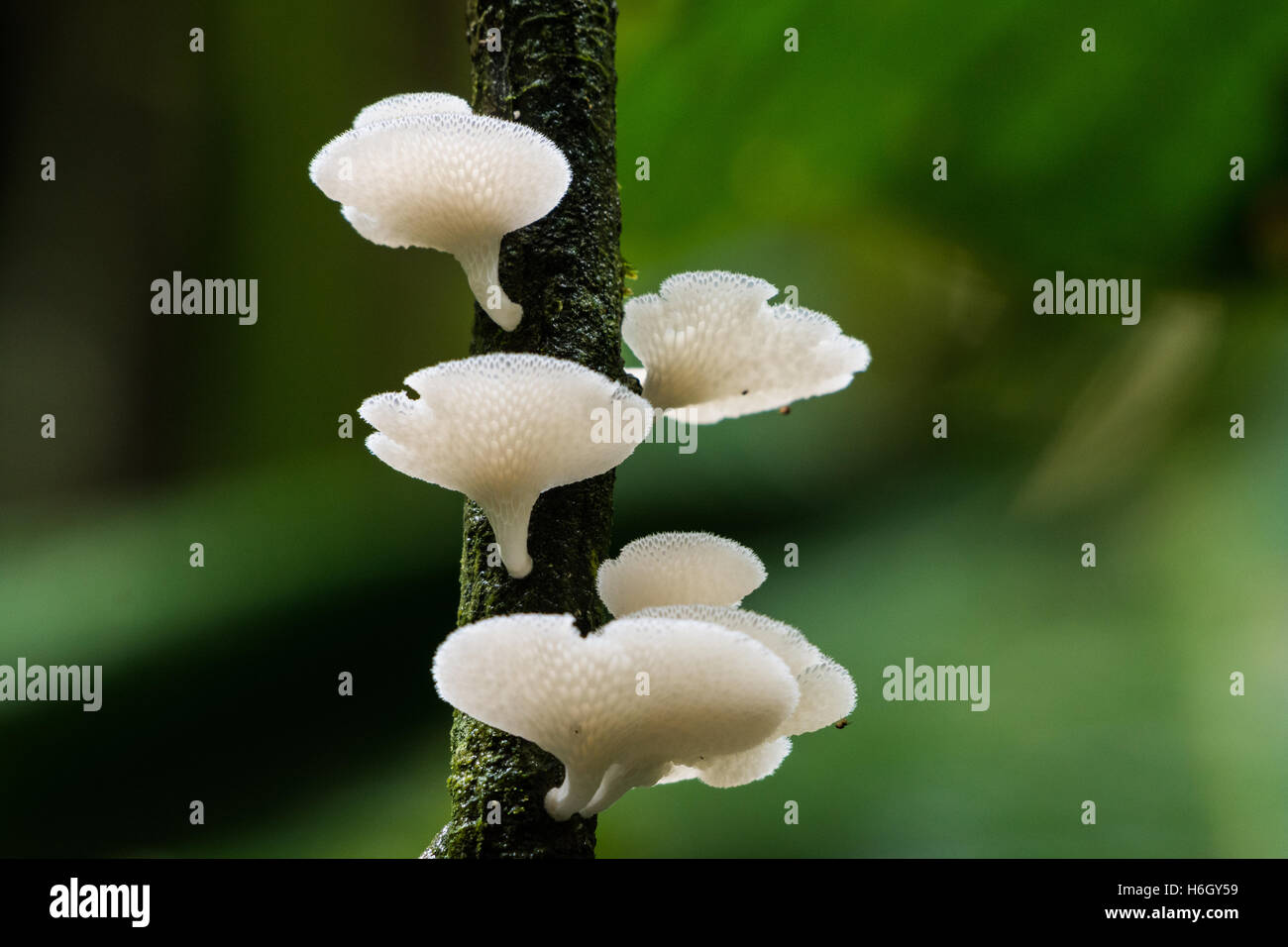 Bianco di funghi che crescono su un ramo in Amazzonia foresta di pioggia. Yasuni National Park, Ecuador, Sud America. Foto Stock