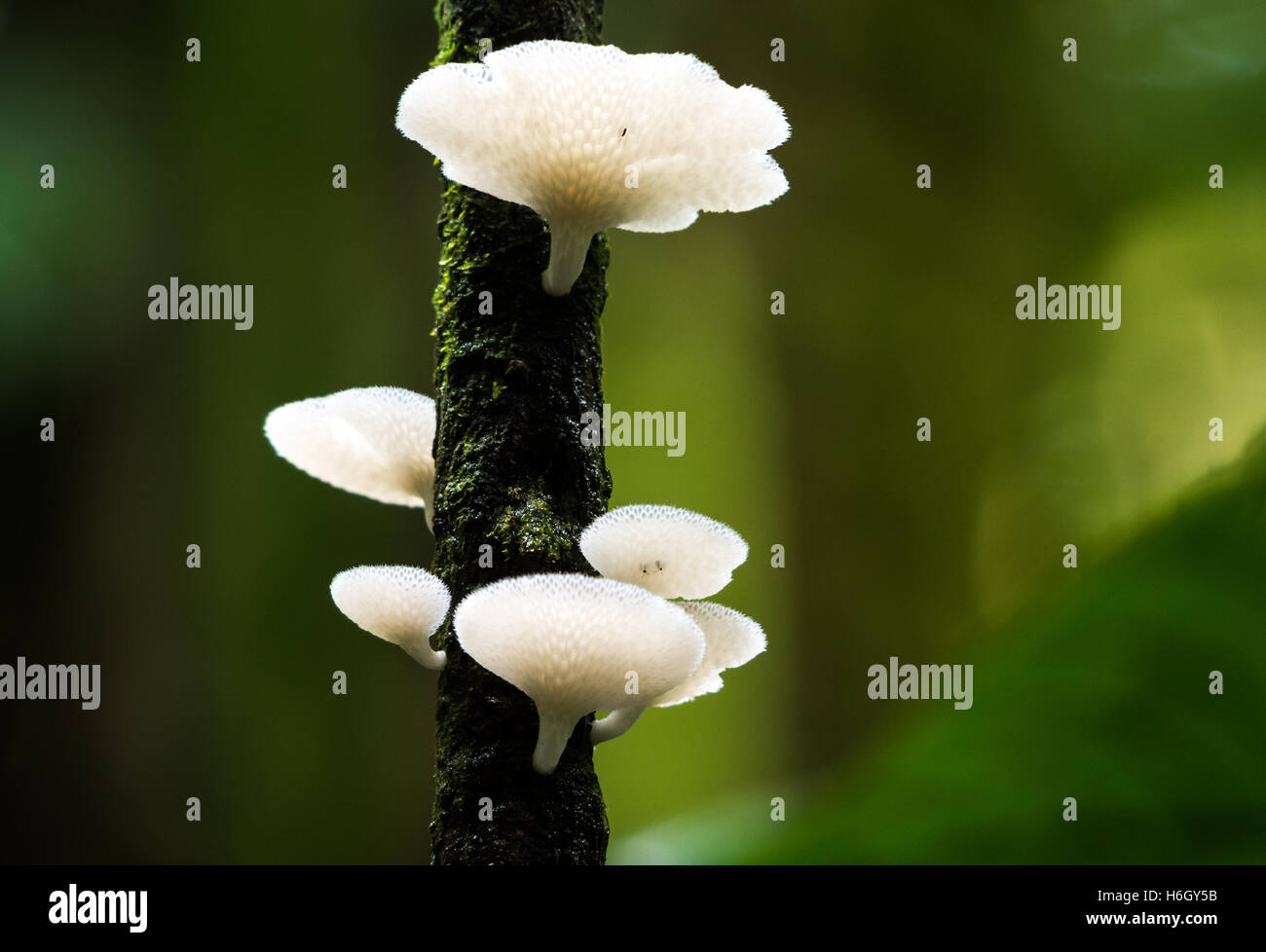 Bianco di funghi che crescono su un ramo in Amazzonia foresta di pioggia. Yasuni National Park, Ecuador, Sud America. Foto Stock
