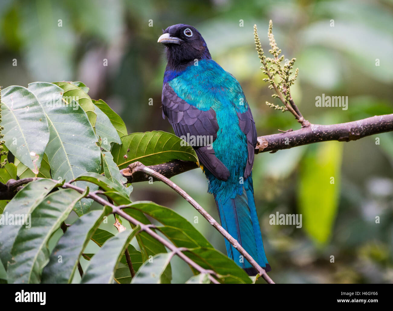 Un maschio verde-backed Trogon (Trogon viridis) appollaiato su un ramo di albero nella foresta amazzonica. Yasuni National Park, Ecuador. Foto Stock