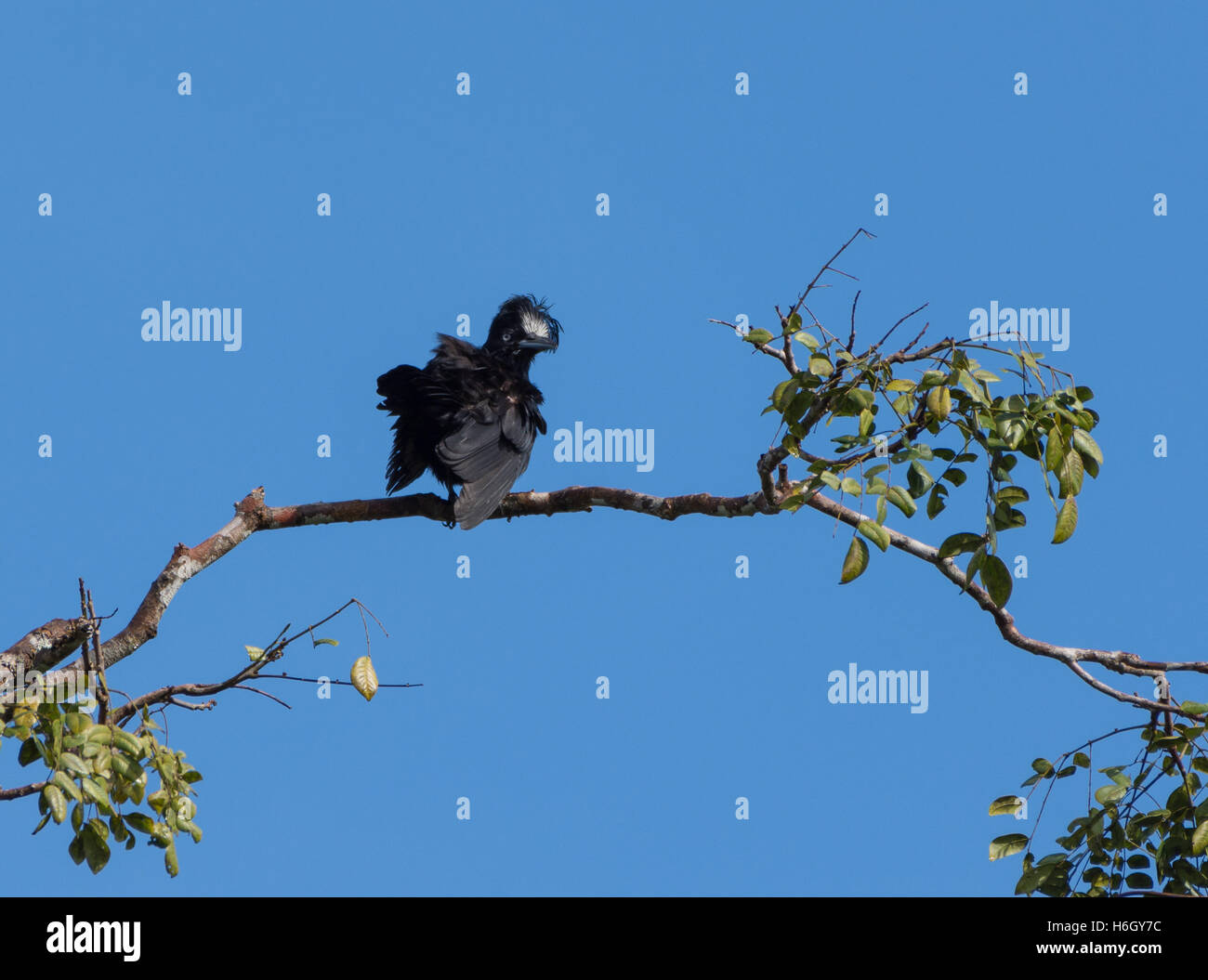 Un Umbrellabird amazzonica (Cephalopterus ornatus) appollaiato su un ramo. Yasuni National Park, Ecuador, Sud America. Foto Stock
