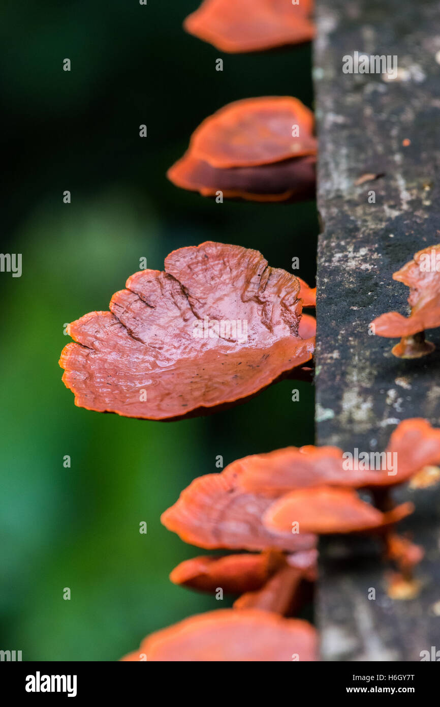 Rosso ruggine funghi che crescono in Amazzonia foresta di pioggia. Yasuni National Park, Ecuador, Sud America. Foto Stock