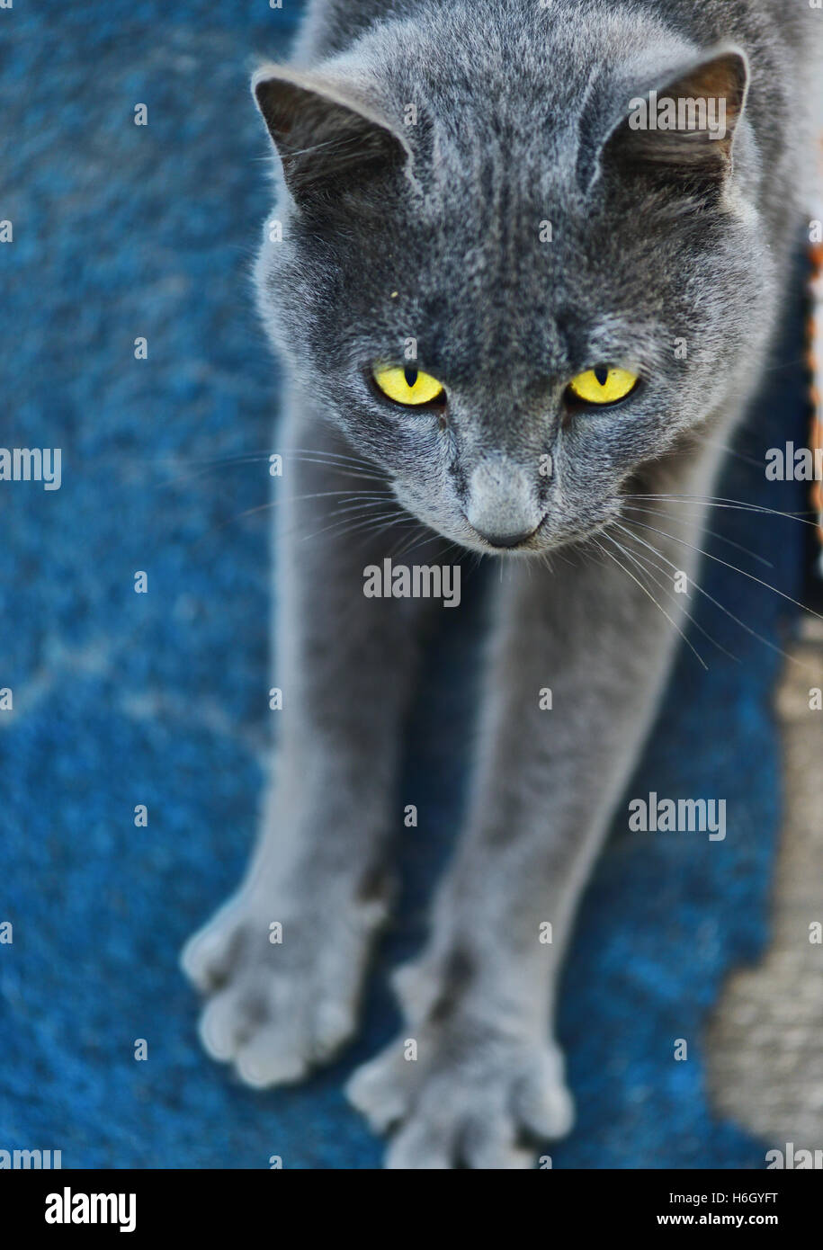 Il simpatico gatto grigio Foto Stock