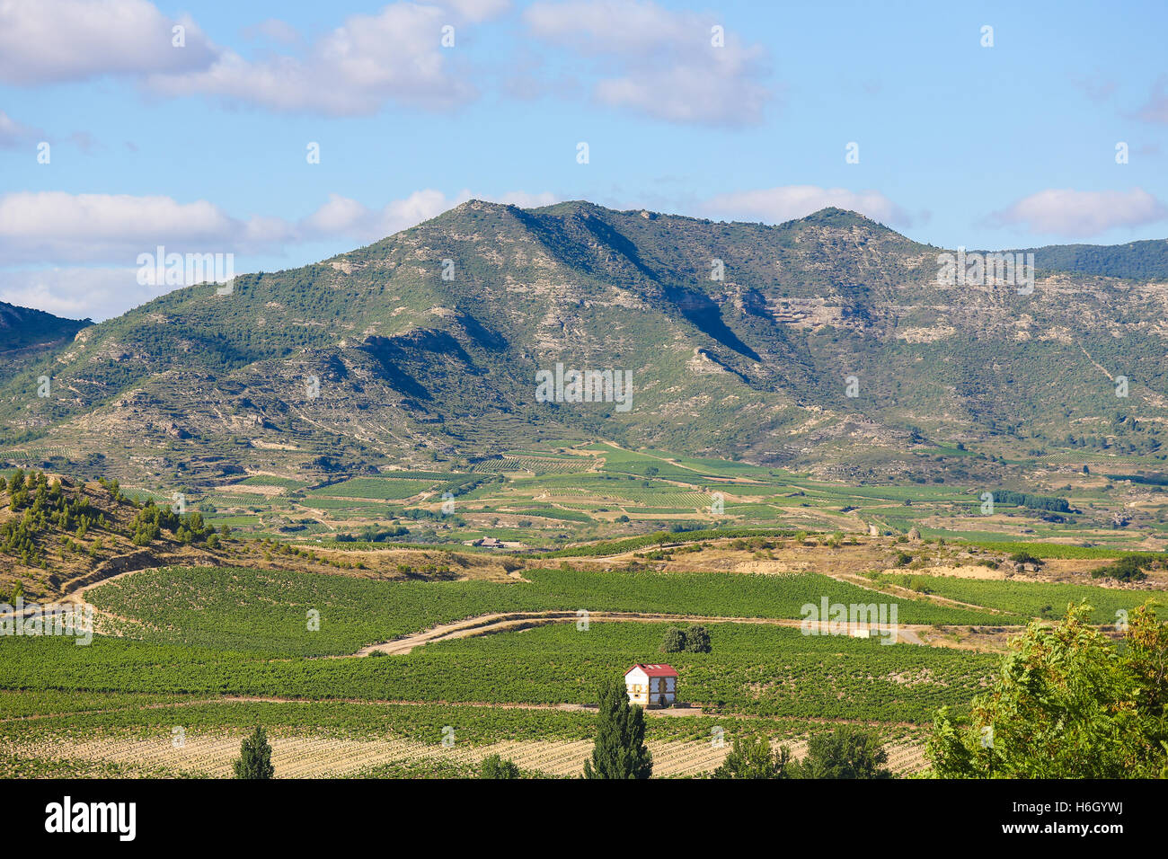 Vista sui vigneti di La Rioja Alta regione vinicola vicino a Haro, La Rioja, Spagna Foto Stock