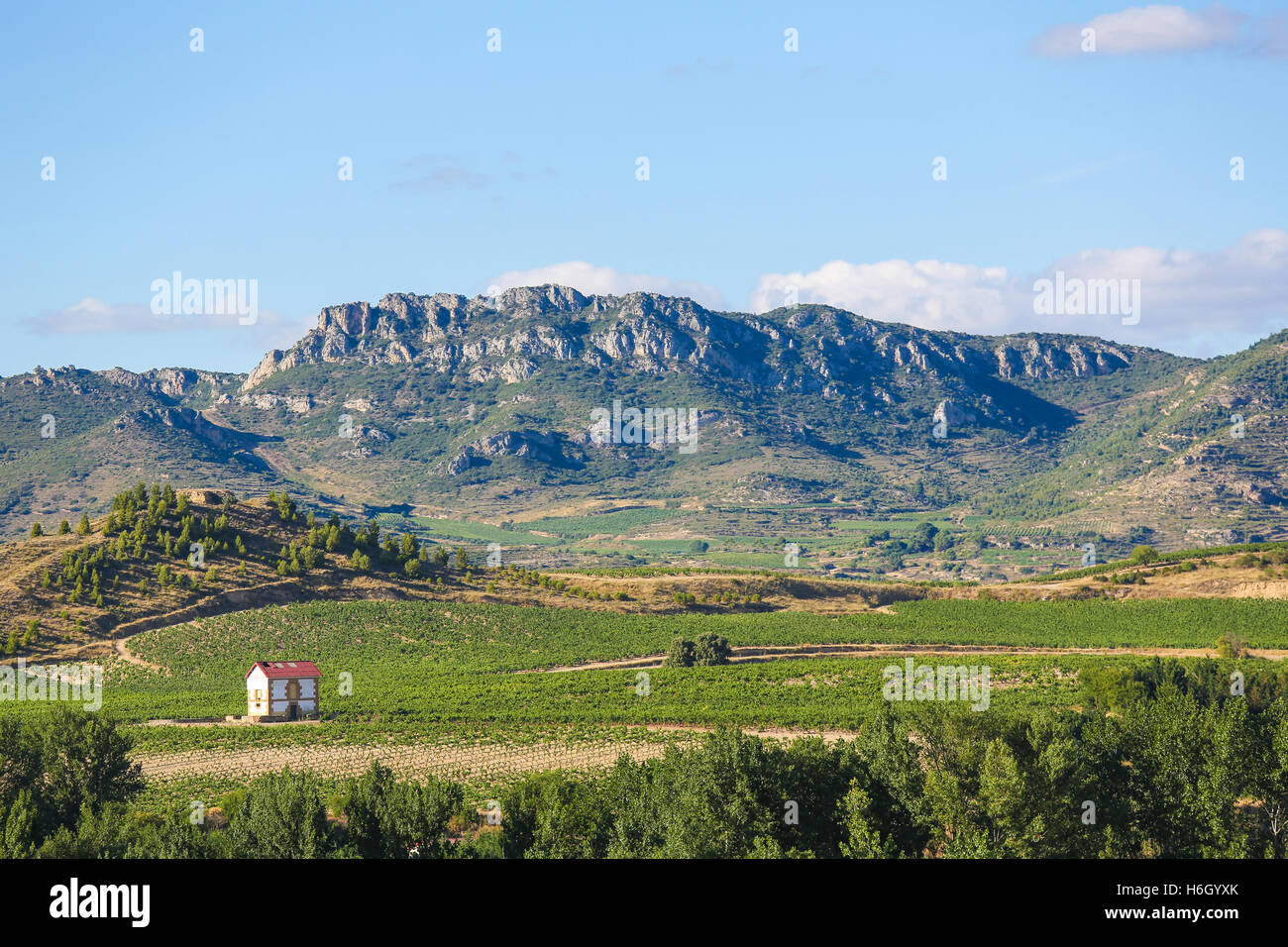 Vista sui vigneti di La Rioja Alta regione vinicola vicino a Haro, La Rioja, Spagna Foto Stock
