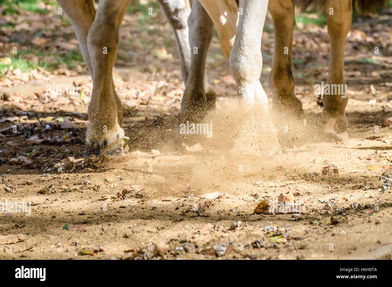 Cavalli. Horse Riding piloti attraverso Hyde Park accanto alla serpentina, lungo "marcio" di Riga Foto Stock