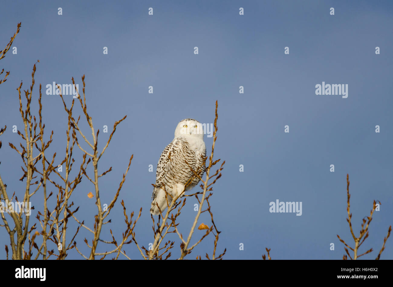 Civetta delle nevi appollaiato su un sottile il ramo di un albero con cielo blu dietro. Preso in Alberta praterie, a est di Calgary, Canada. Foto Stock