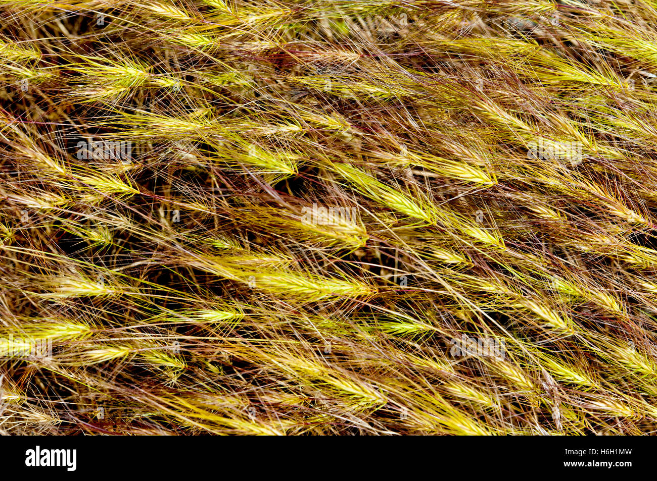 Erba Medusahead (Taeniatherum caput-medusae), Ada County, Idaho. Problematico specie invasive. Foto Stock