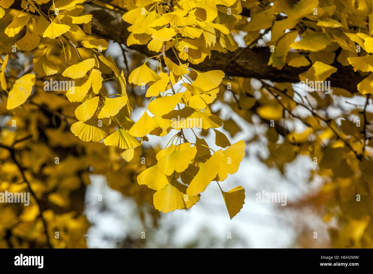 Foglie gialle autunnali Ginkgo biloba foglie di Maidenhair foglie di albero su ramificazione foglie di Ginkgo di colore dorato Foto Stock