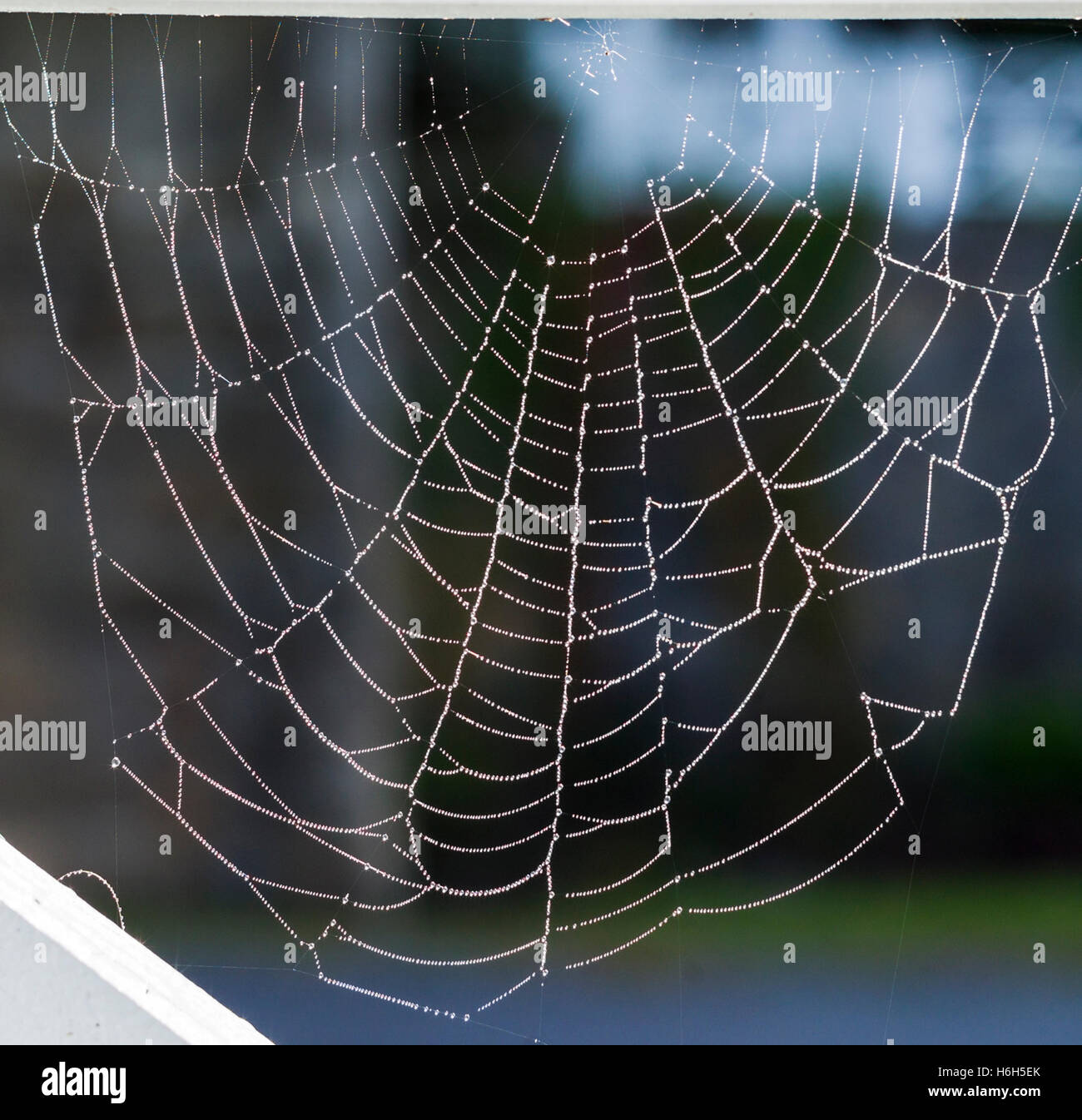 La rugiada laden spider web; Omni Bedford Springs Resort & Spa; Bedford; Pennsylvania; USA Foto Stock