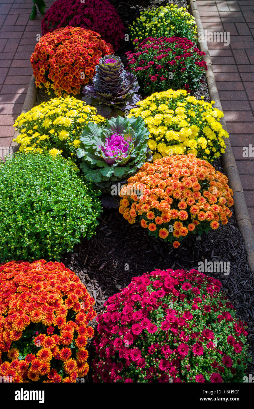 Le mamme; crisantemo; in giardini paesaggistici di Omni Bedford Springs Resort & Spa; Bedford; Pennsylvania; USA Foto Stock