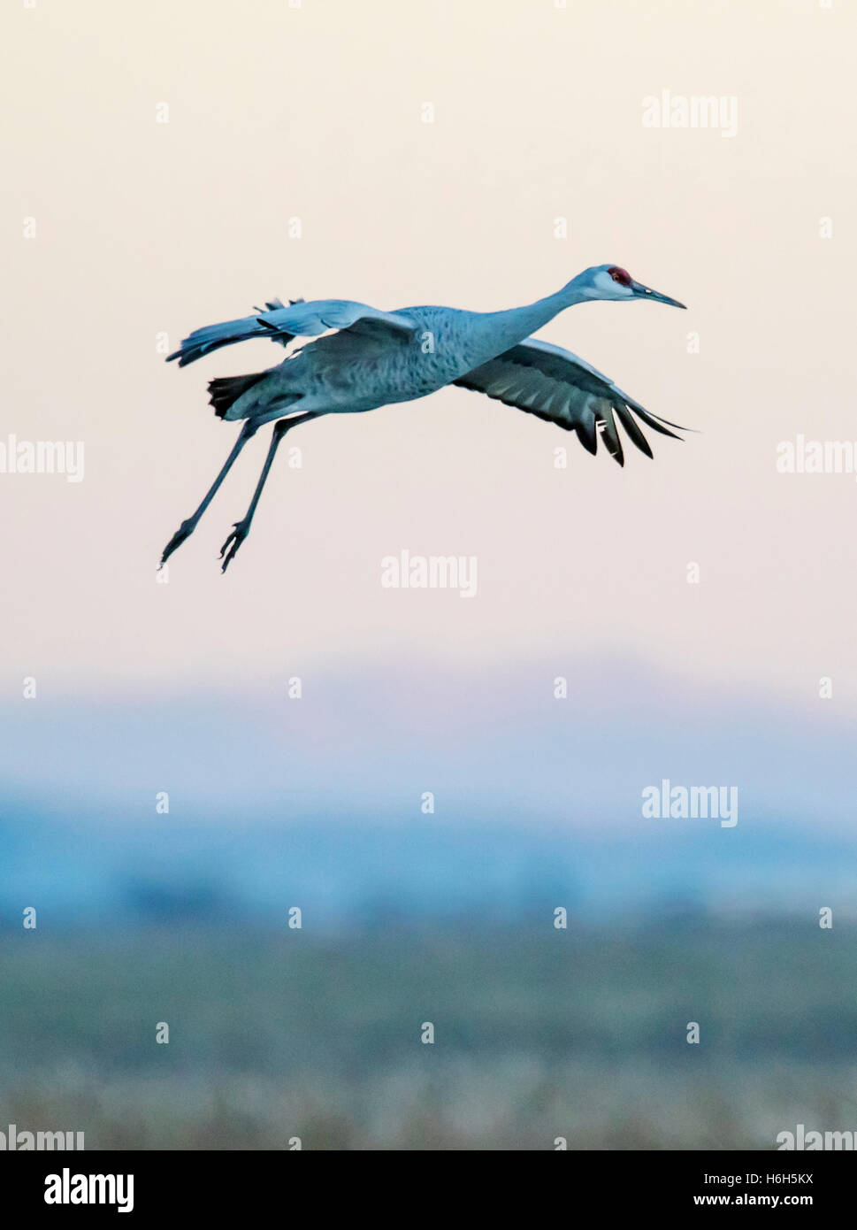 Sandhill gru in volo al tramonto, Monte Vista National Wildlife Refuge, Colorado, STATI UNITI D'AMERICA Foto Stock