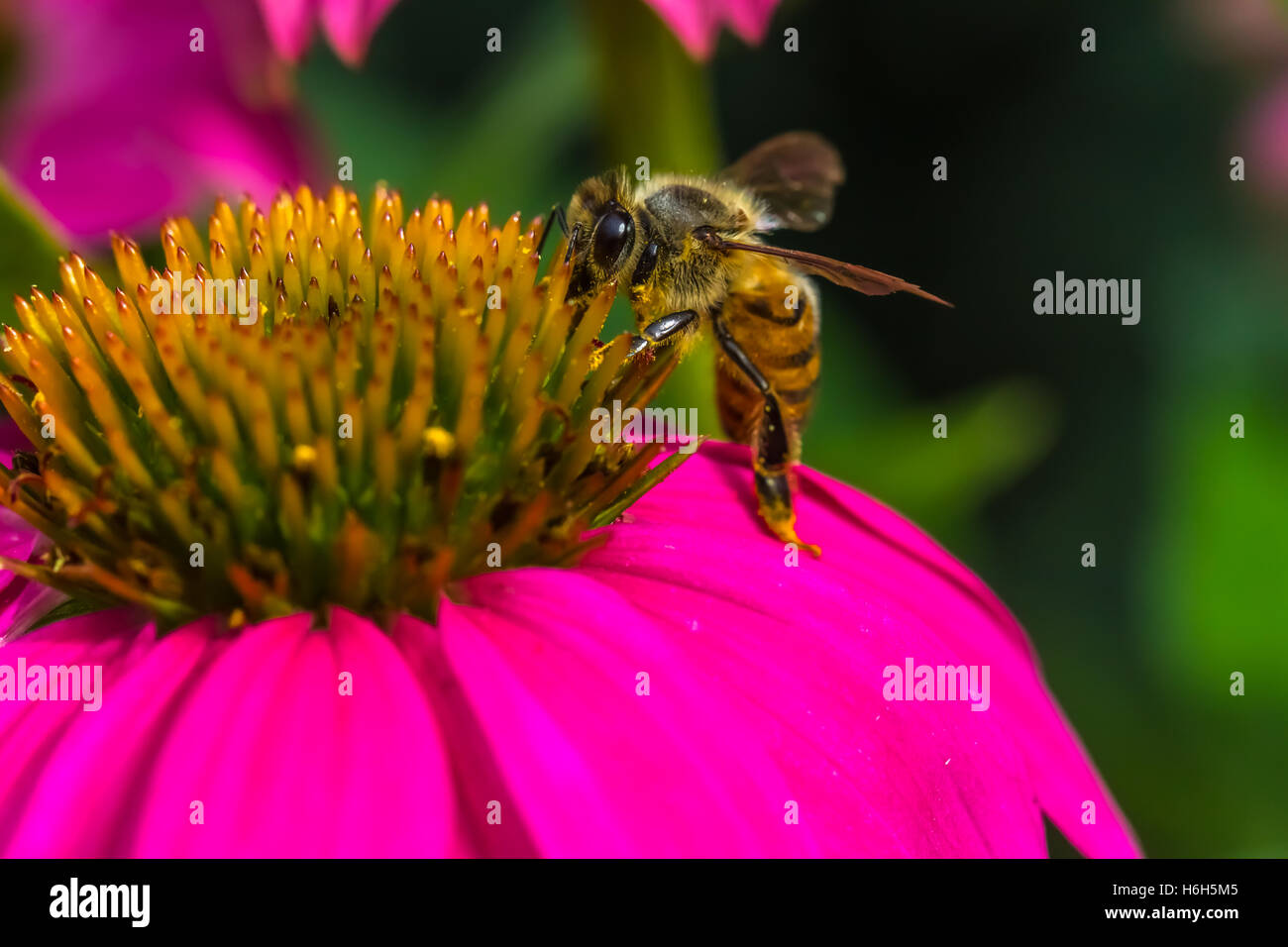 L'alimentazione delle api sul fiore viola Foto Stock