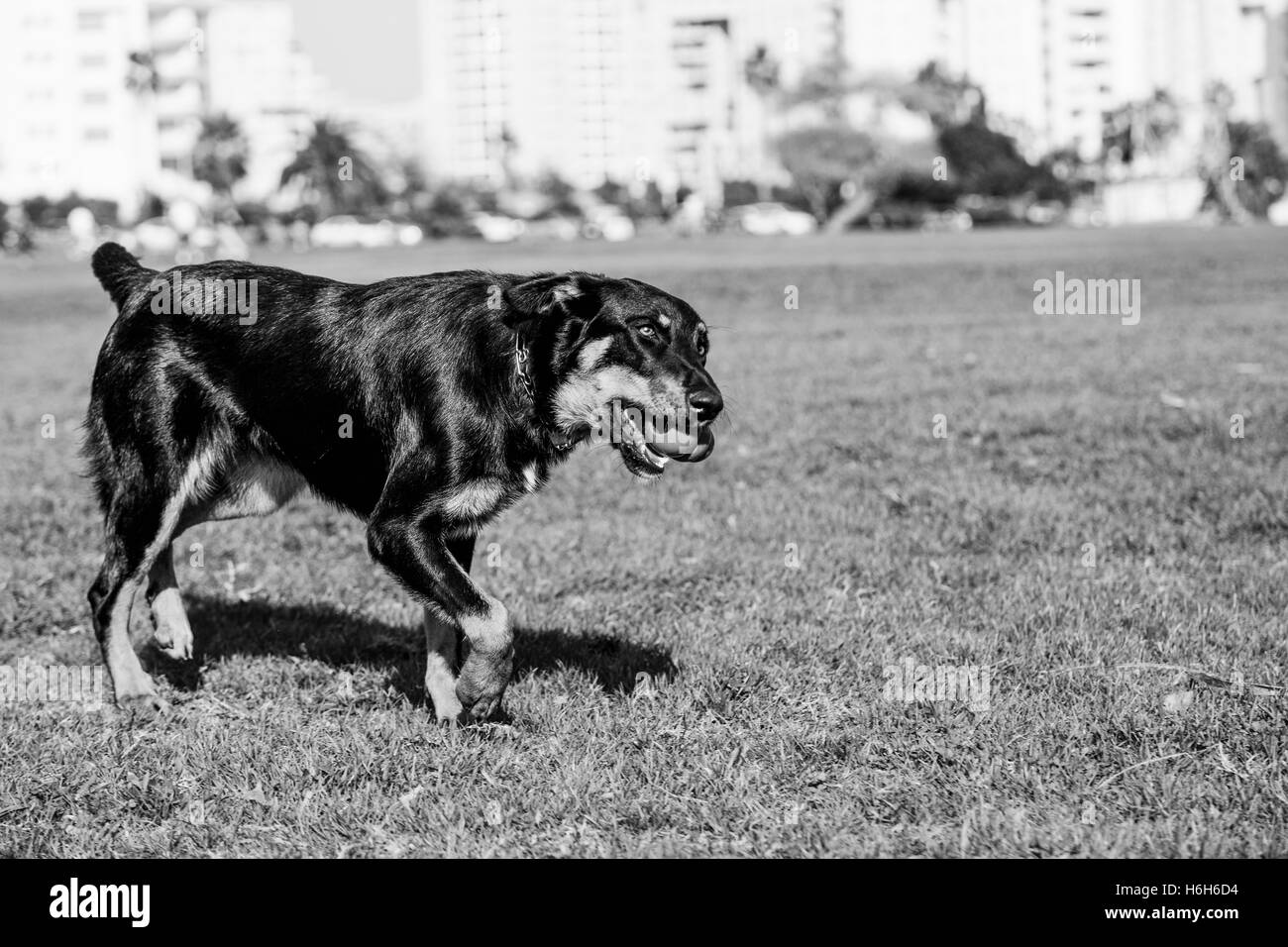 Beauceron con pastore australiano cane che corre dopo un giocattolo nel parco in una giornata di sole. Foto Stock