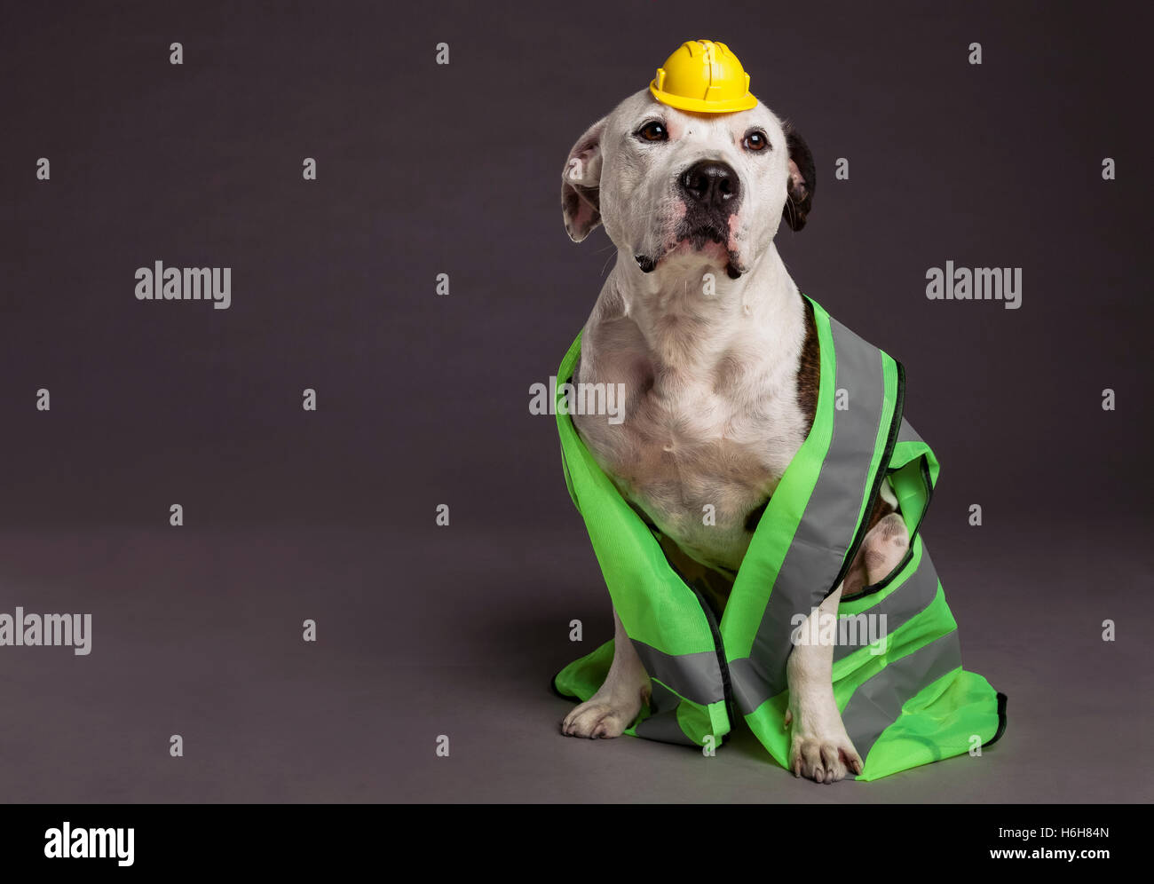 Studio shot di un maschio di Pit Bull cane che indossa un neon giallo con strisce riflettenti giubbotto di sicurezza e un minuscolo simpatiche giallo sa Foto Stock