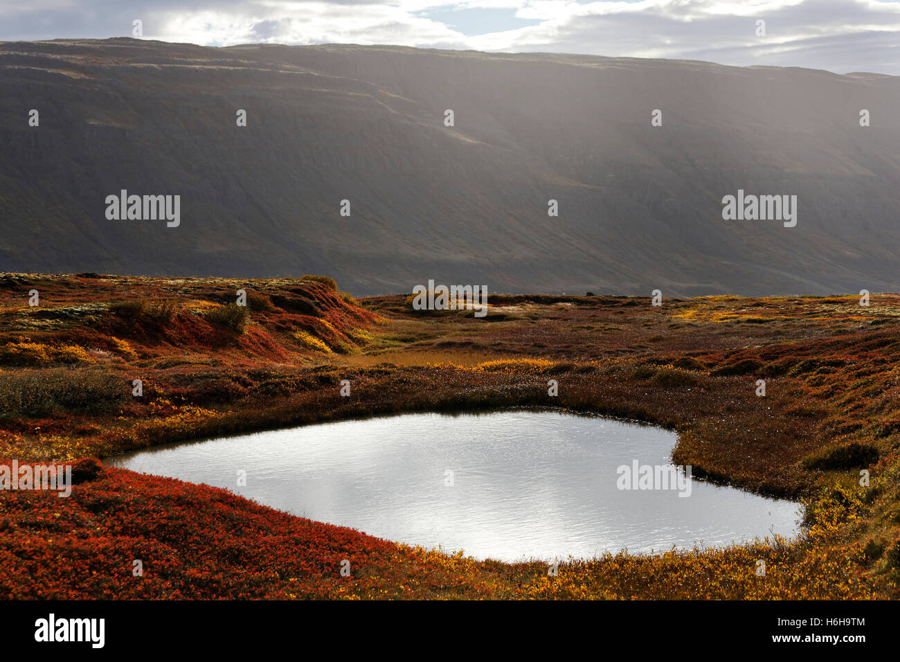 Stagno di acqua di montagna e nel paesaggio vulcanico, Westfjords, Islanda, Atlantico del Nord, Europa Foto Stock