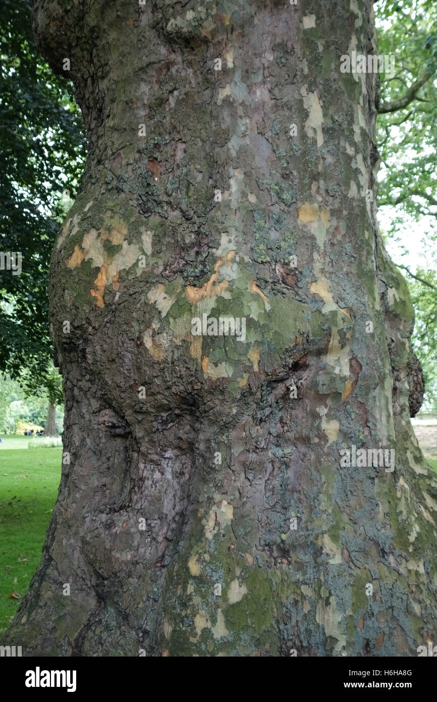 La corteccia e il tronco di un London plane tree, platanus acerifolia x, in un parco di Londra, giugno Foto Stock