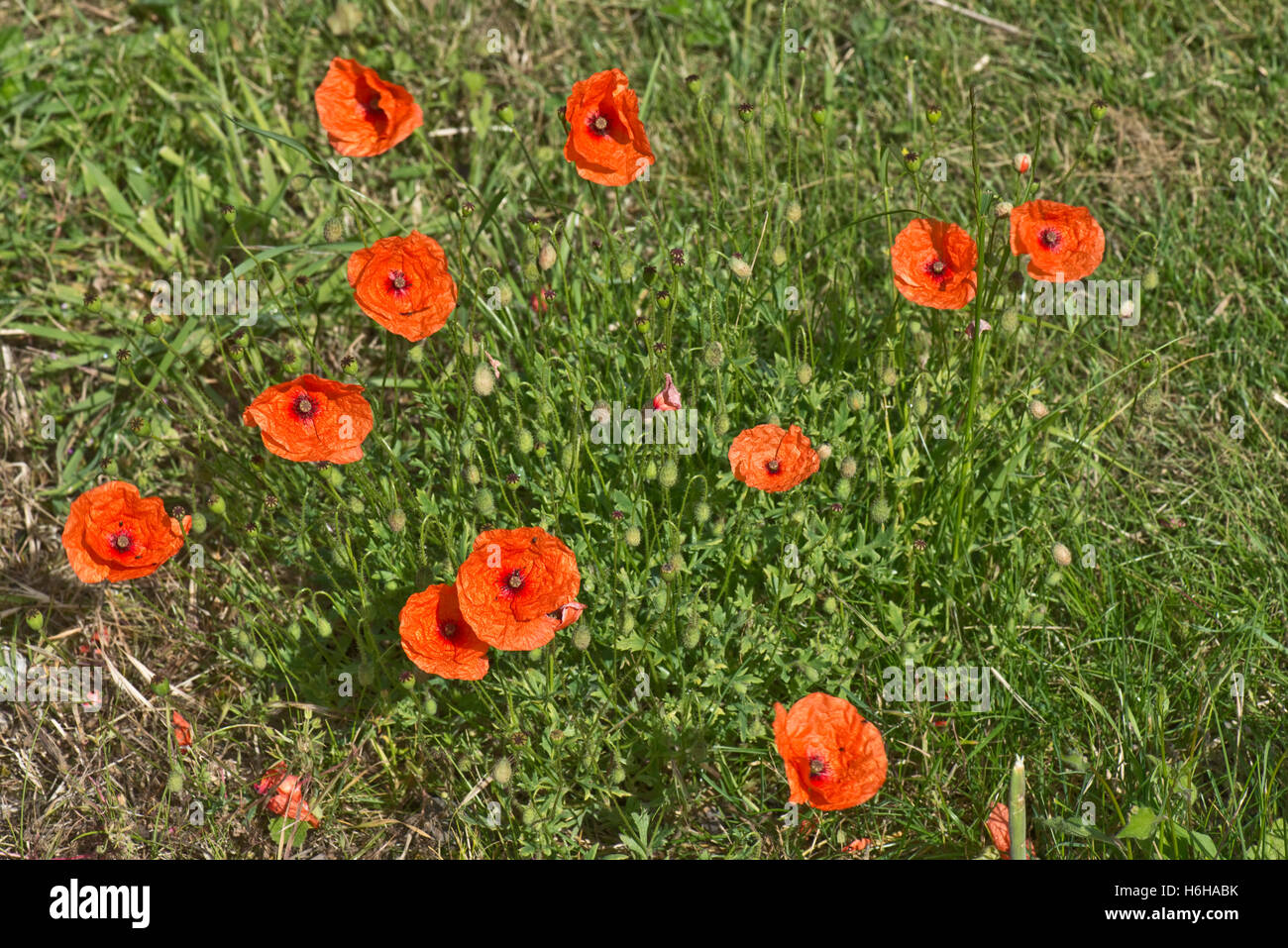 Fioritura delle piante di una lunga con testa di papavero, Papaver dubium, Berkshire, Luglio Foto Stock