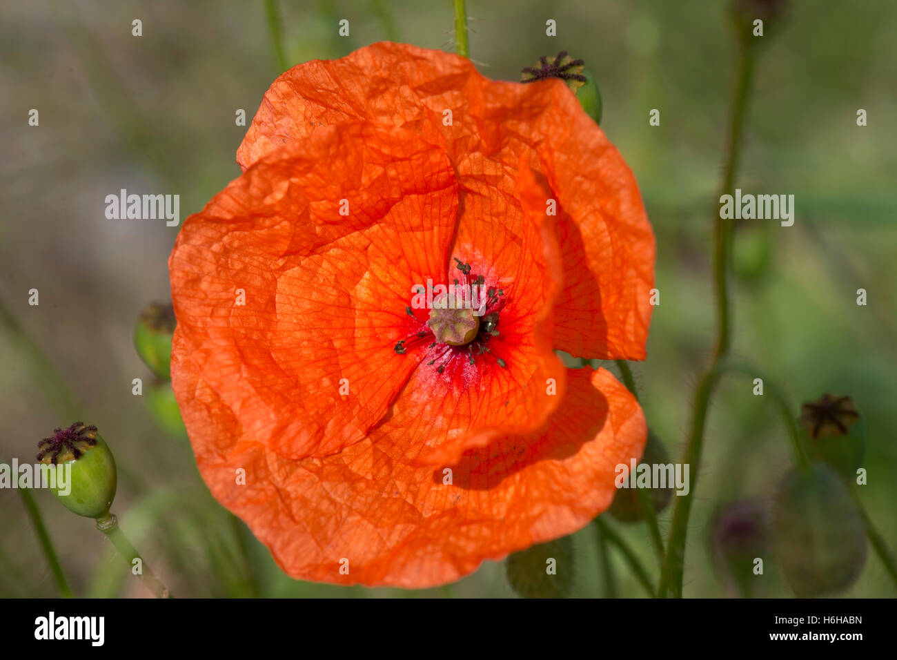 Fioritura delle piante di una lunga con testa di papavero, Papaver dubium, Berkshire, Luglio Foto Stock