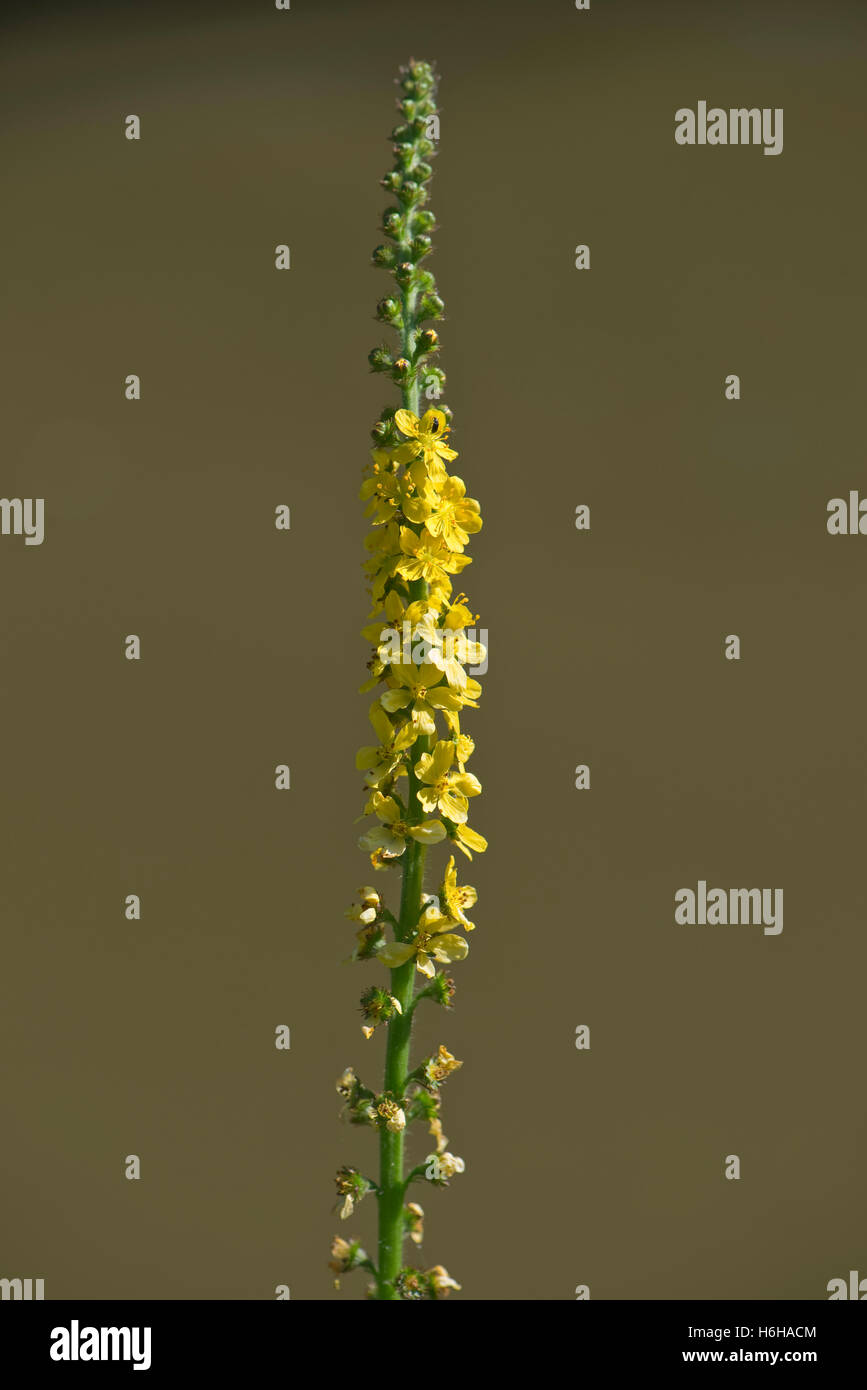 Fiore giallo di agrimonia, Agrimonia eupatoria, accanto al Kennet and Avon Canal, Luglio Foto Stock