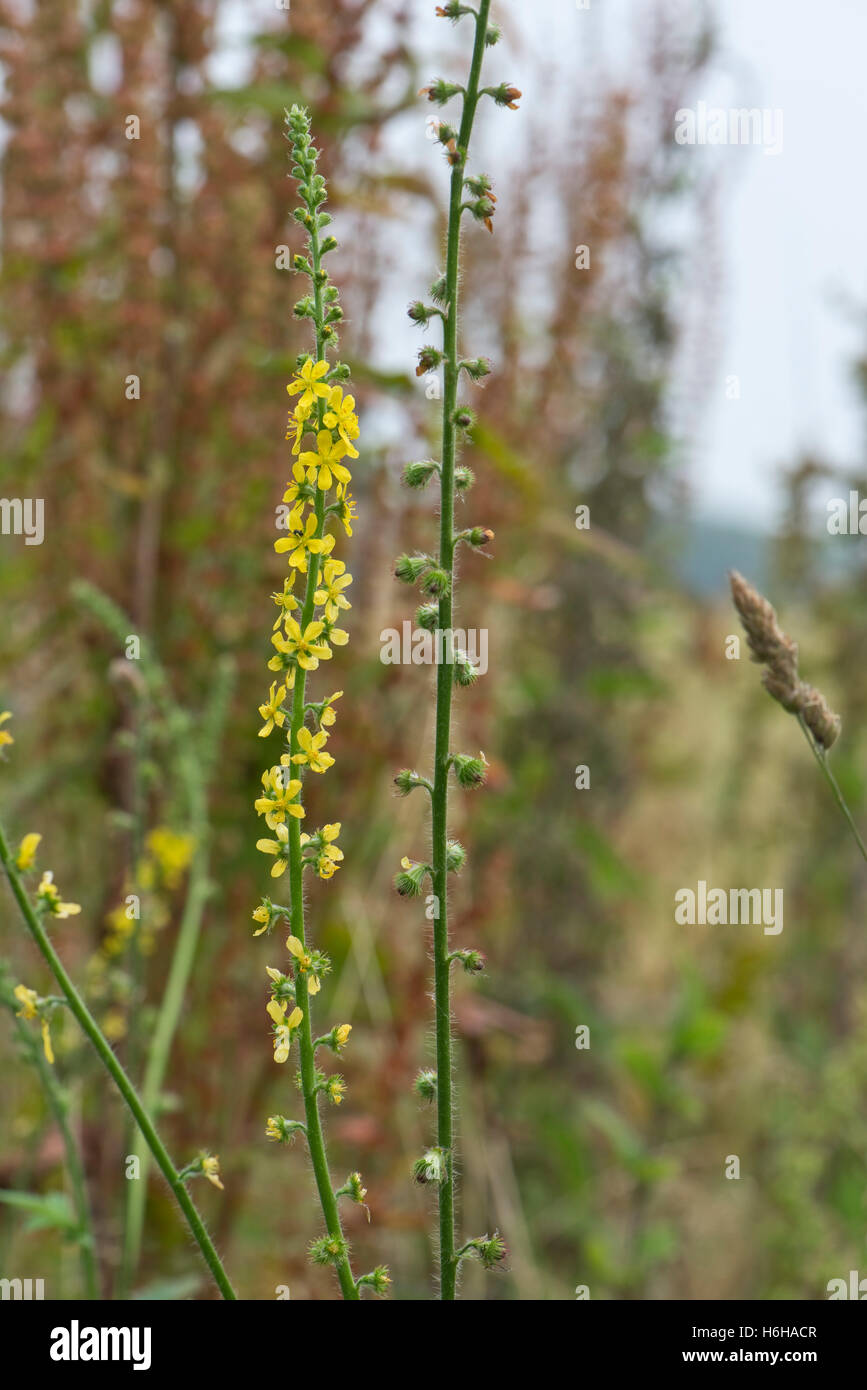 Fiore di colore giallo e testa di seme di agrimonia, Agrimonia eupatoria, su downland, West Berkshire, Luglio Foto Stock