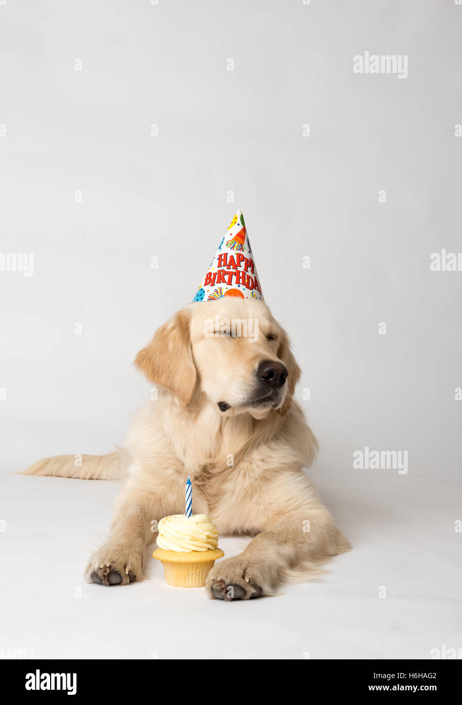 Compleanno cane con party hat e tortina sembra non impressionati dalla sua  parte. Girato in bianco. Il cane è in inglese Golden Retriever Foto stock -  Alamy