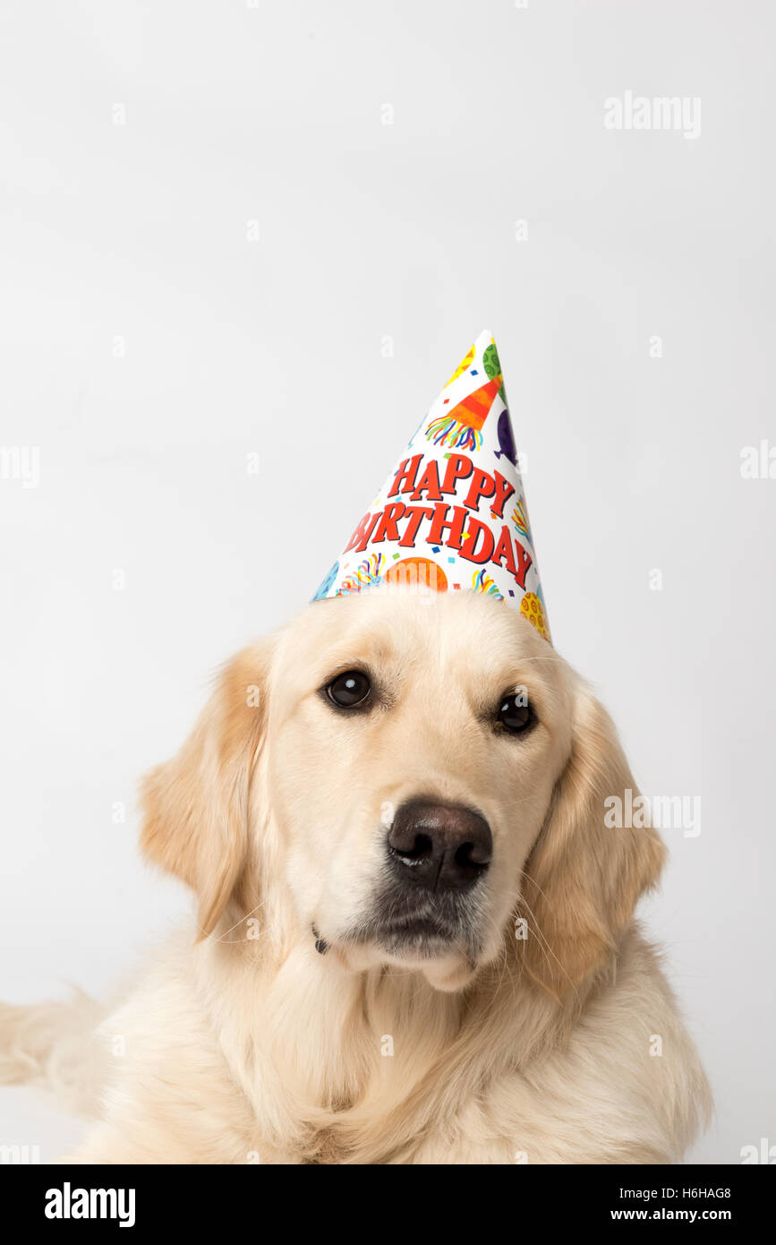 Compleanno cane con party hat e tortina sembra non impressionati dalla sua parte. Girato in bianco. Il cane è in inglese Golden Retriever. Foto Stock