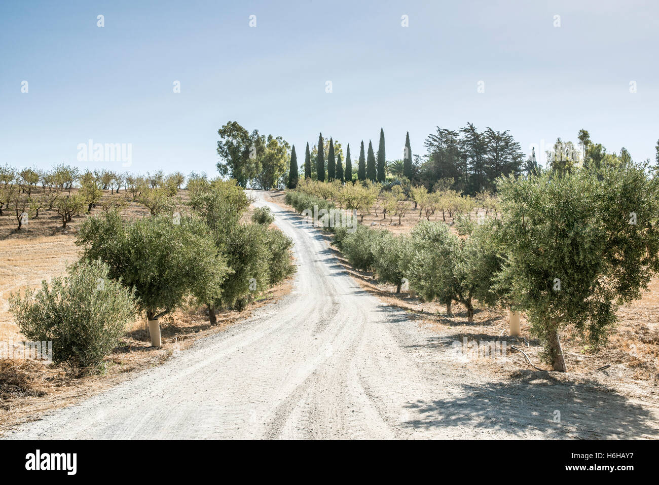 Alberi di olivo e di strada sterrata in Oliveto Foto Stock