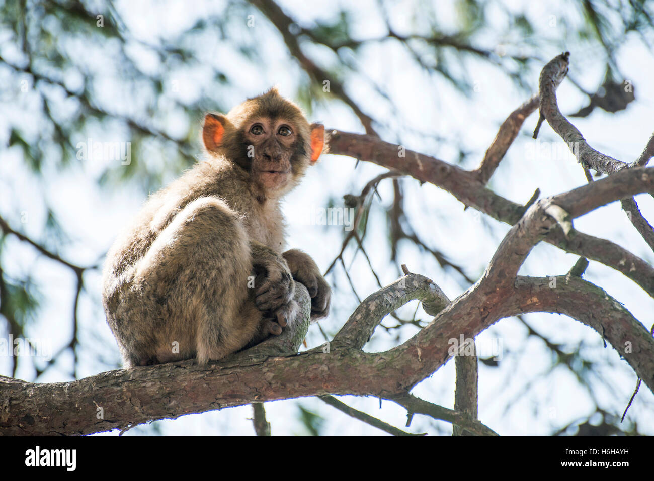 Baby monkey su un albero Foto Stock