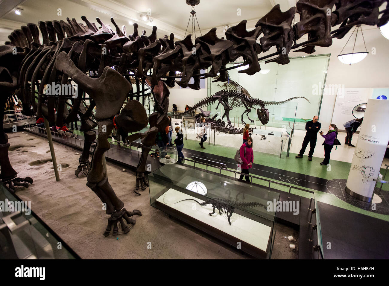 New York, Stati Uniti d'America - NOV 19: il display in origini di vertebrati Hall nel Museo Americano di Storia Naturale il 19 novembre 2012 in Foto Stock