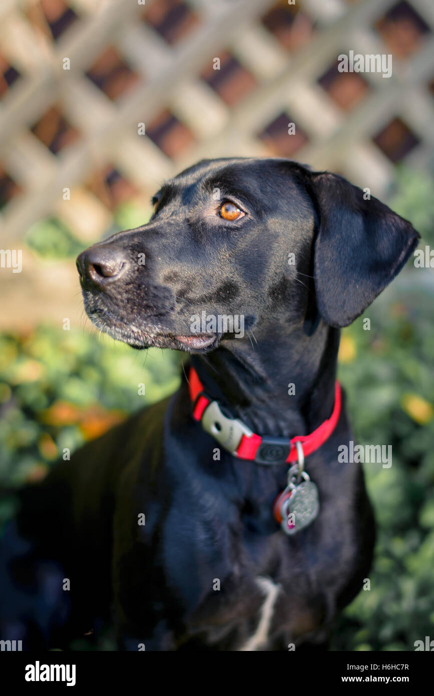 Il nero di razza cane all'aperto Foto Stock