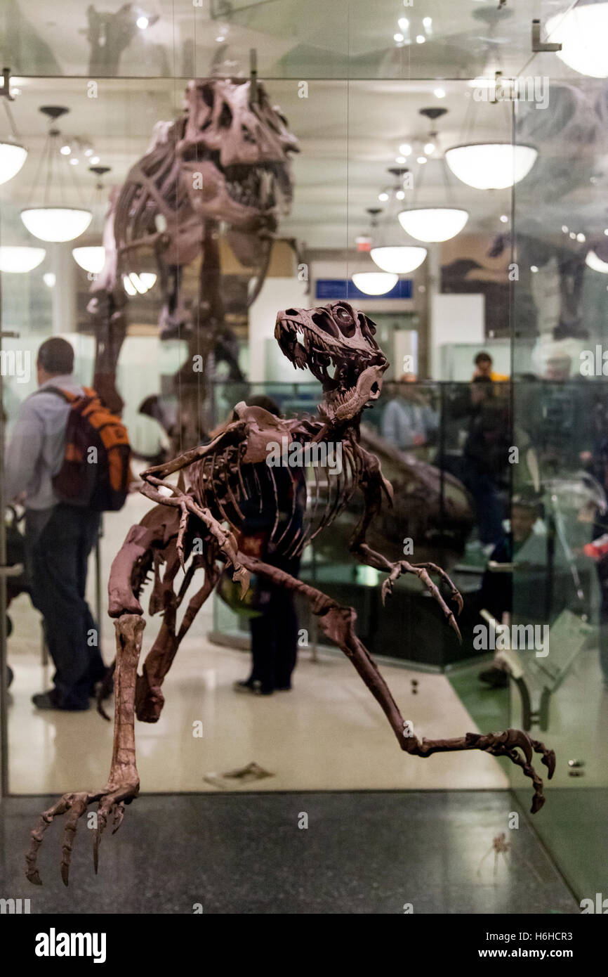 New York, Stati Uniti d'America - NOV 19: il display in origini di vertebrati Hall nel Museo Americano di Storia Naturale il 19 novembre 2012 in Foto Stock