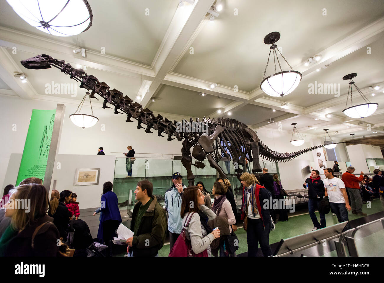 New York, Stati Uniti d'America - NOV 19: il display in origini di vertebrati Hall nel Museo Americano di Storia Naturale il 19 novembre 2012 in Foto Stock
