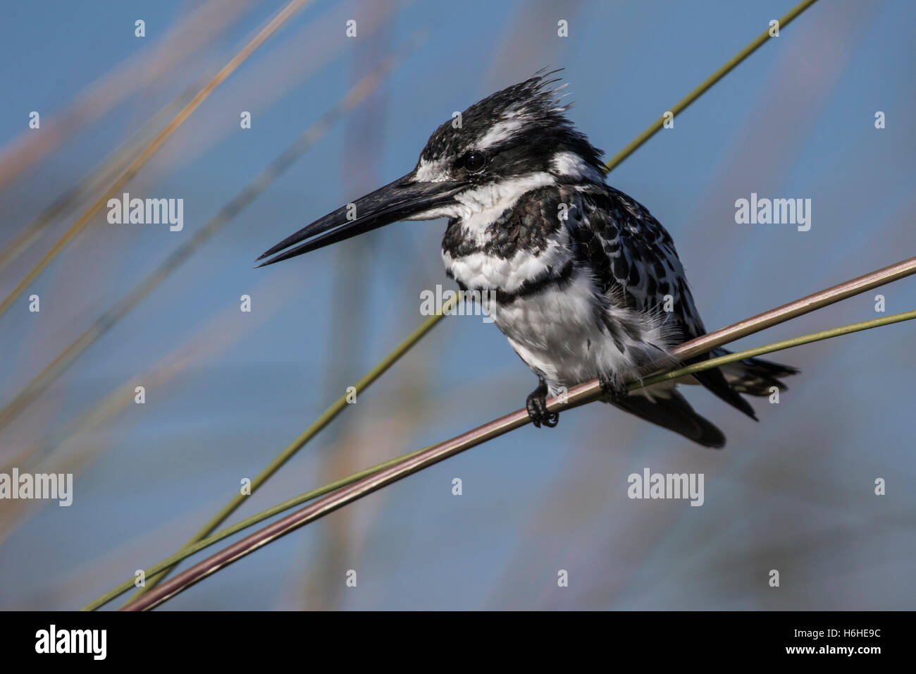 Pied kingfisher (Ceryle rudis), Moremi Game Reserve, Okavango Delta, Botswana Foto Stock