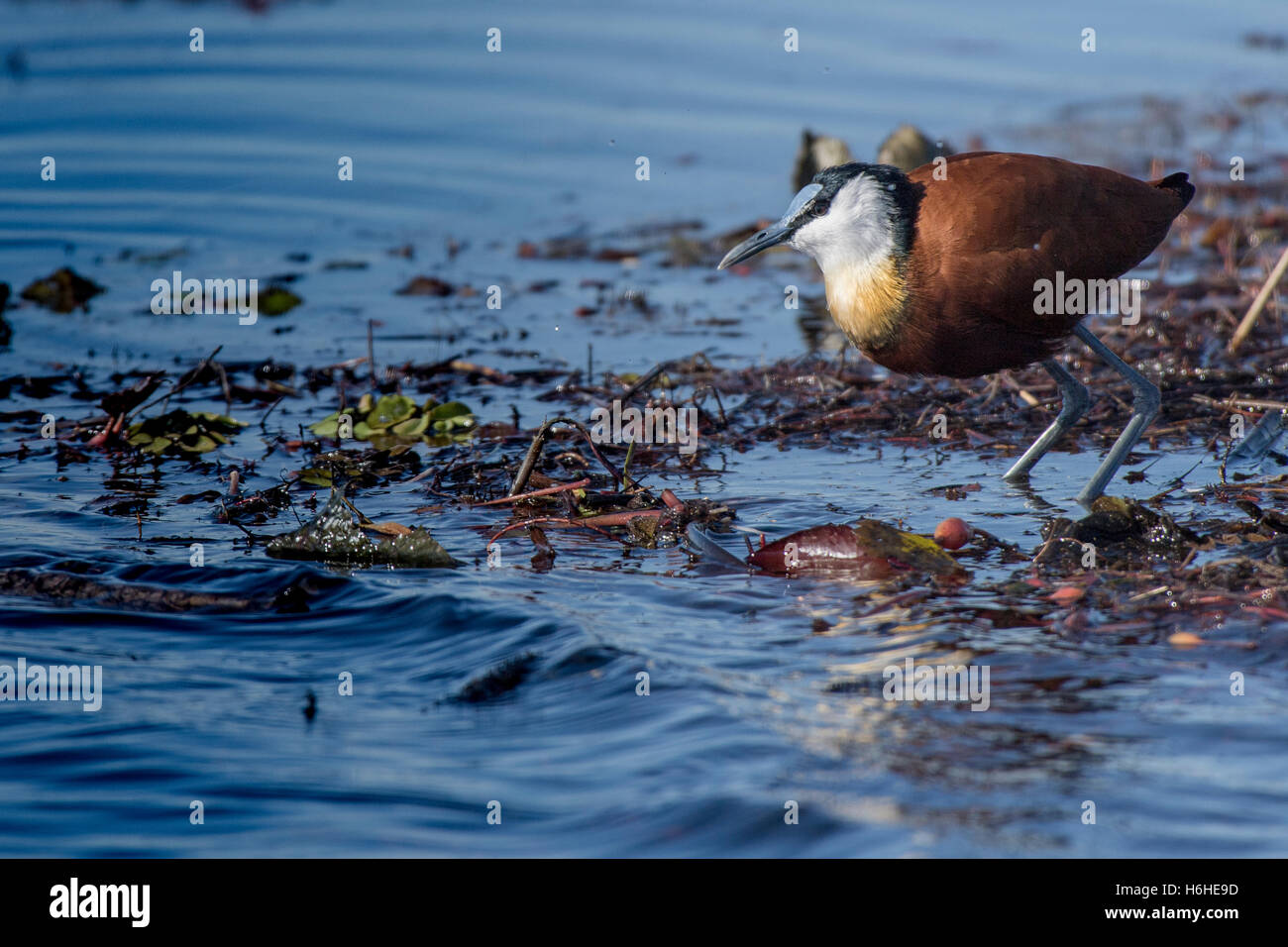Jacana africana (Actophilornis africanus) in acqua, Moremi Game Reserve, Botswana Foto Stock