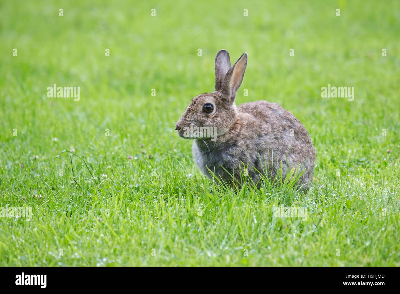 Coniglio europeo oryctolagus cuniculus con orecchie punga e ampia eyed cercando avviso in un campo di erba Foto Stock