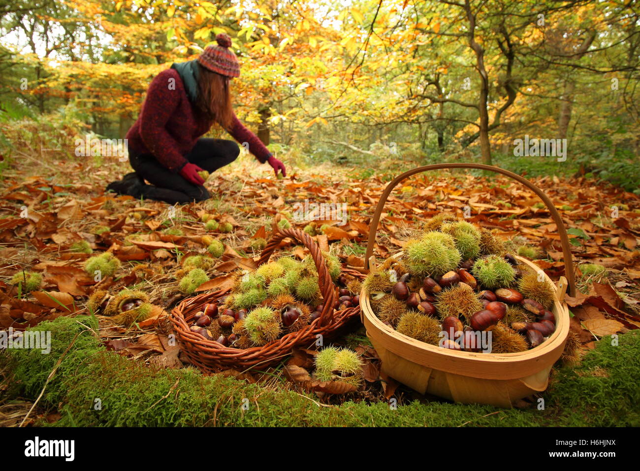 Le castagne (castanea sativa) sono raccolti dal pavimento un antico bosco di latifoglie in Sheffield, England Regno Unito - Ottobre Foto Stock