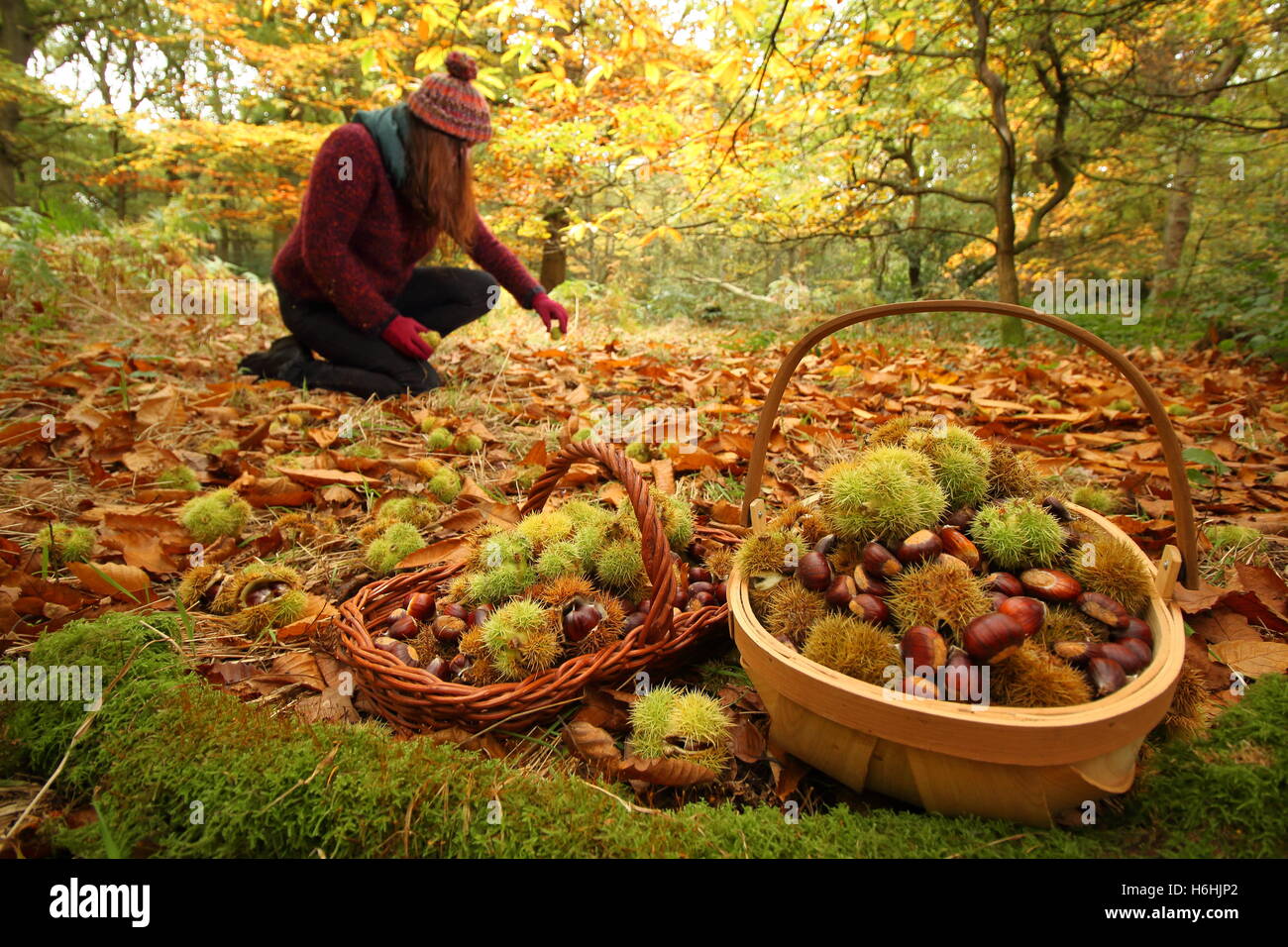 Le castagne (castanea sativa) sono raccolti dal pavimento un antico bosco di latifoglie in Sheffield, England Regno Unito Foto Stock