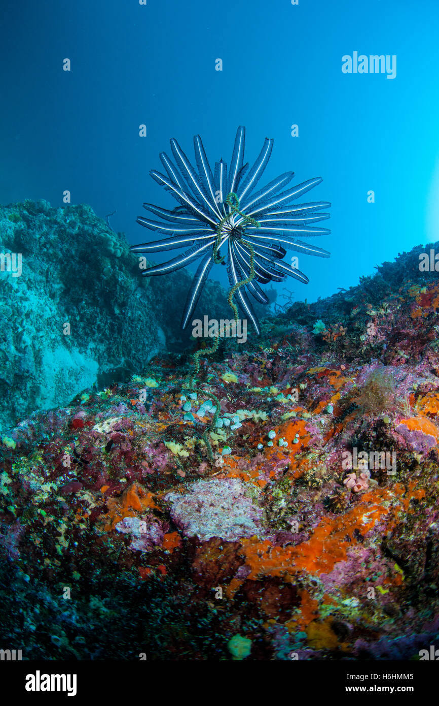 Coralli presso la barriera corallina. Maldive, Oceano Indiano, Asia Foto Stock