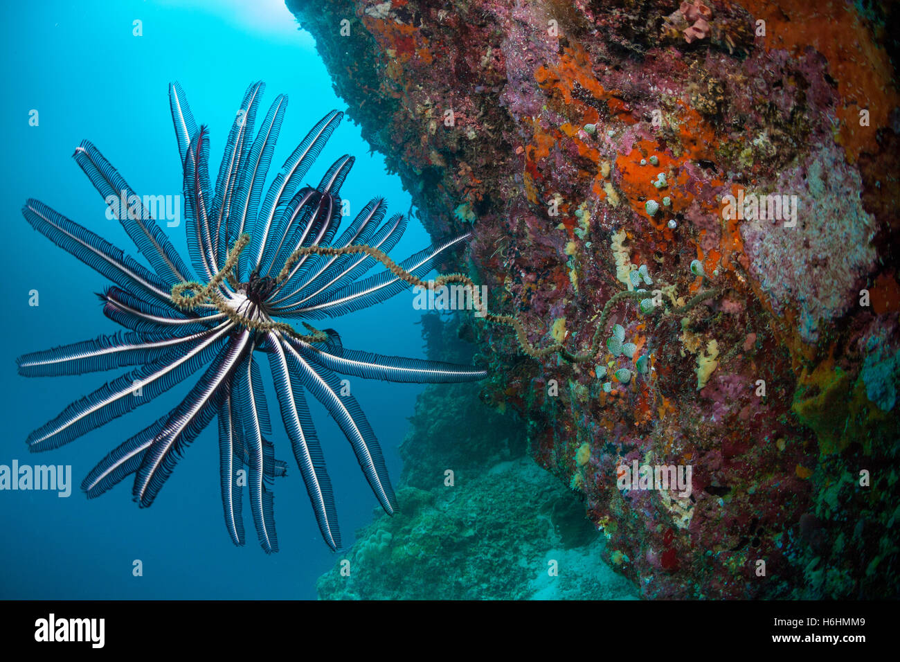 Coralli presso la barriera corallina. Maldive, Oceano Indiano, Asia Foto Stock